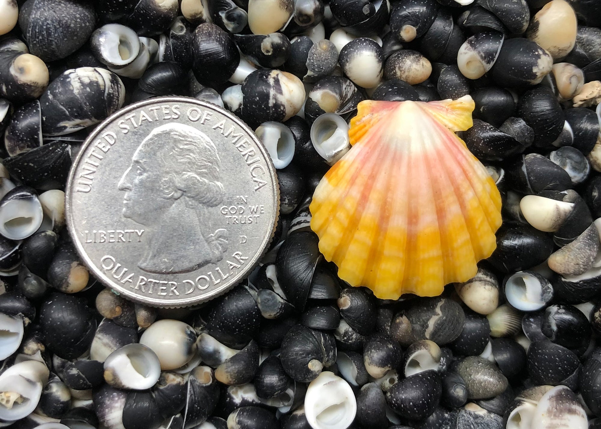 0314 single sunrise shell