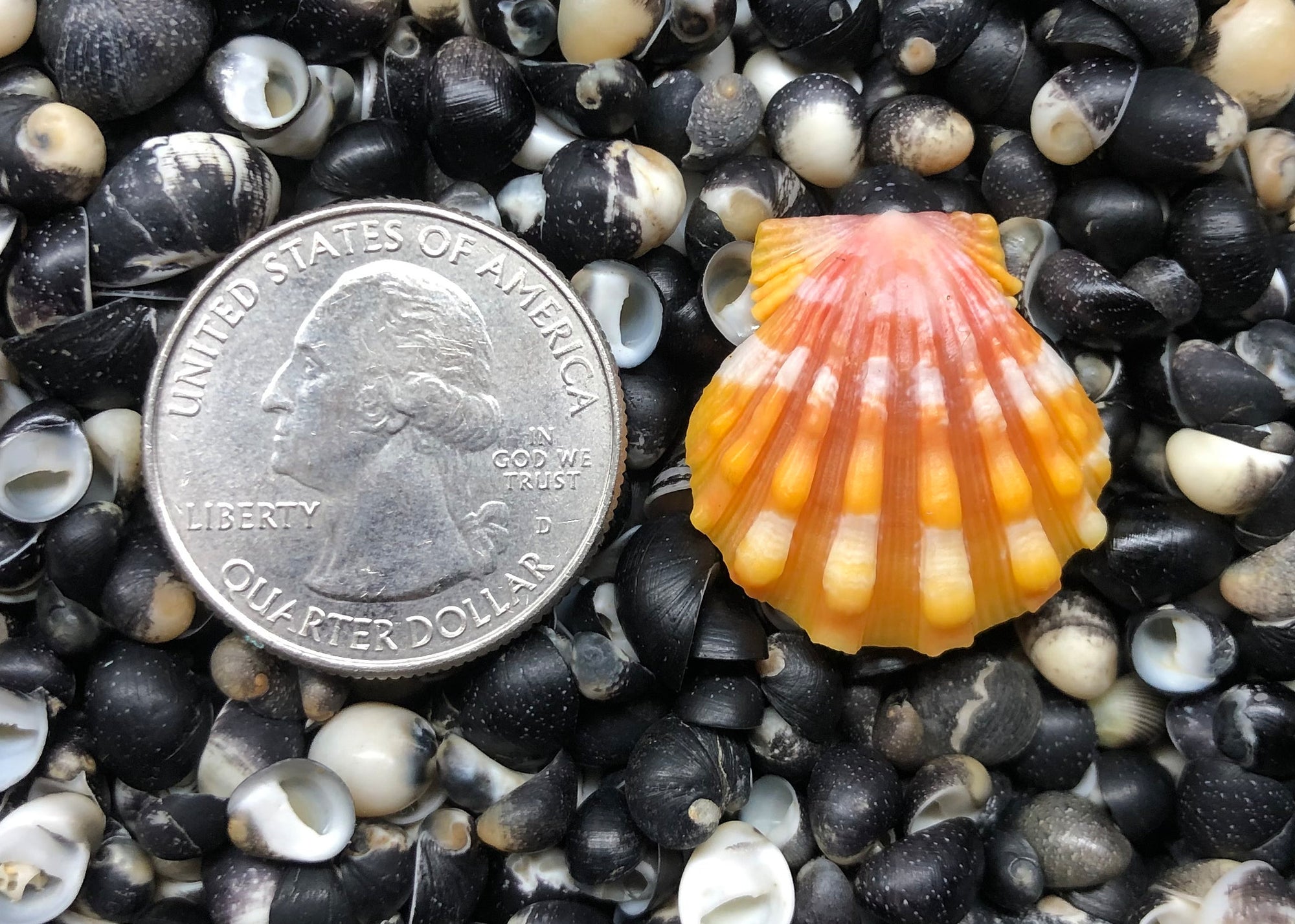 0315 single sunrise shell