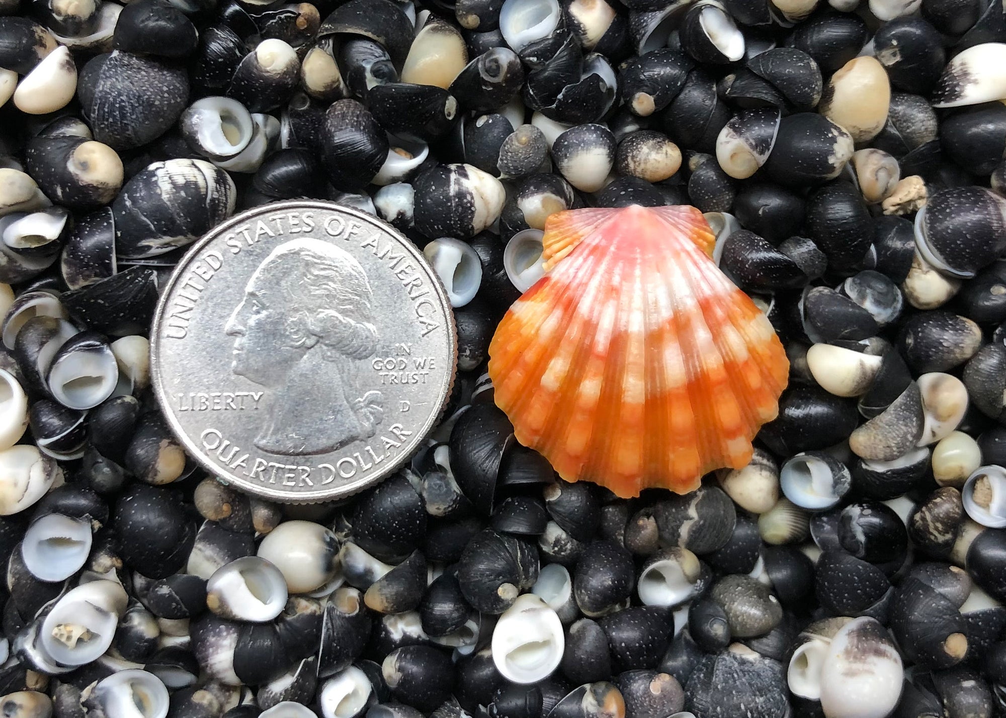 0317 single sunrise shell