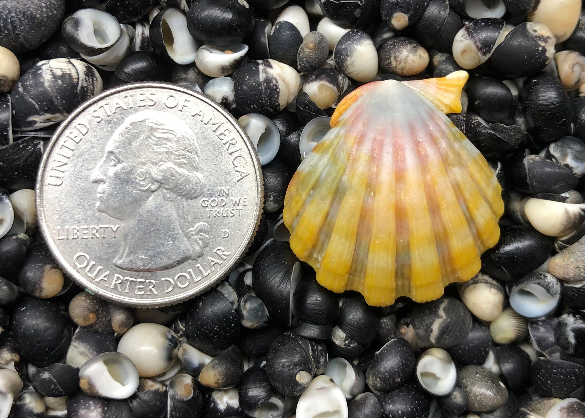 0323 single sunrise shell