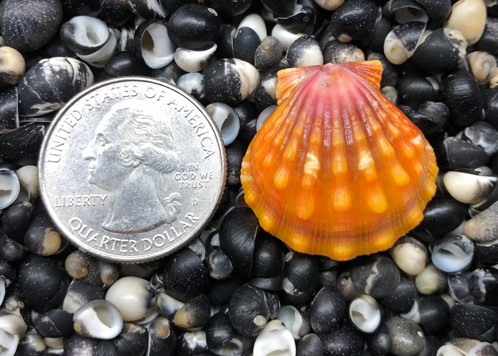 0324 single sunrise shell