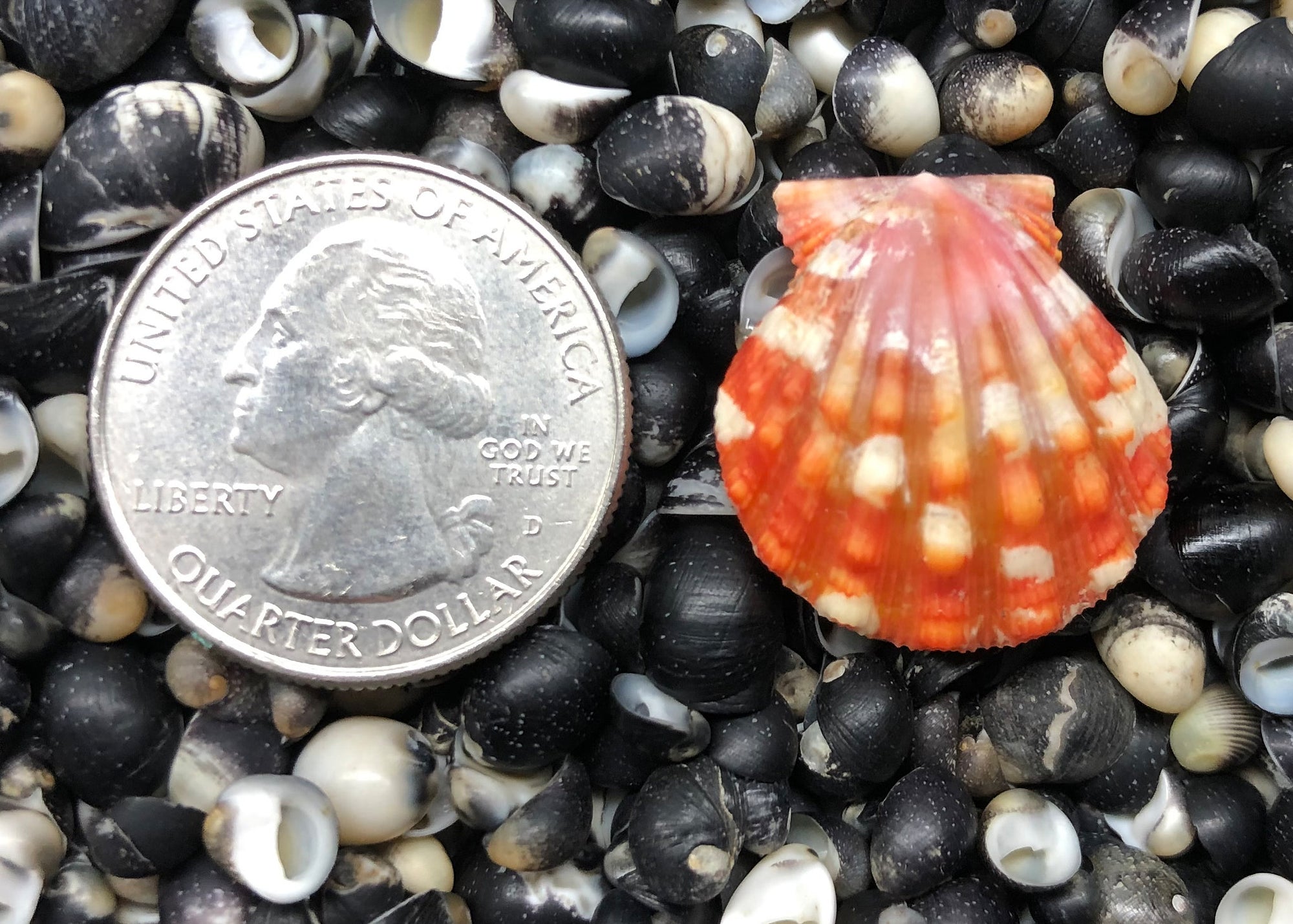 0332 single sunrise shell