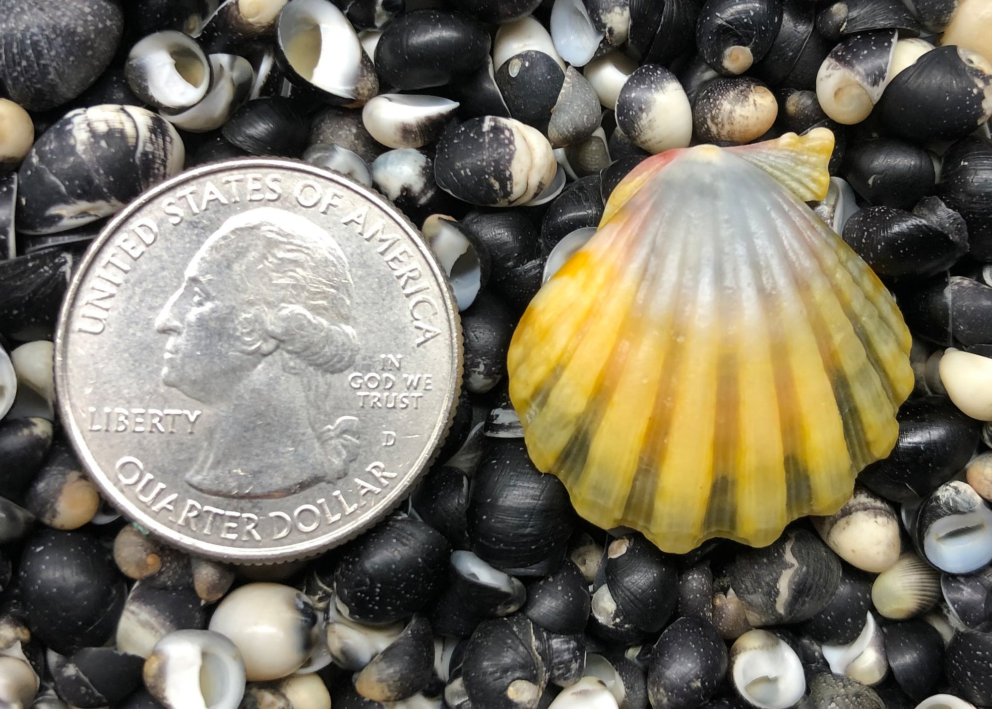 0333 single sunrise shell