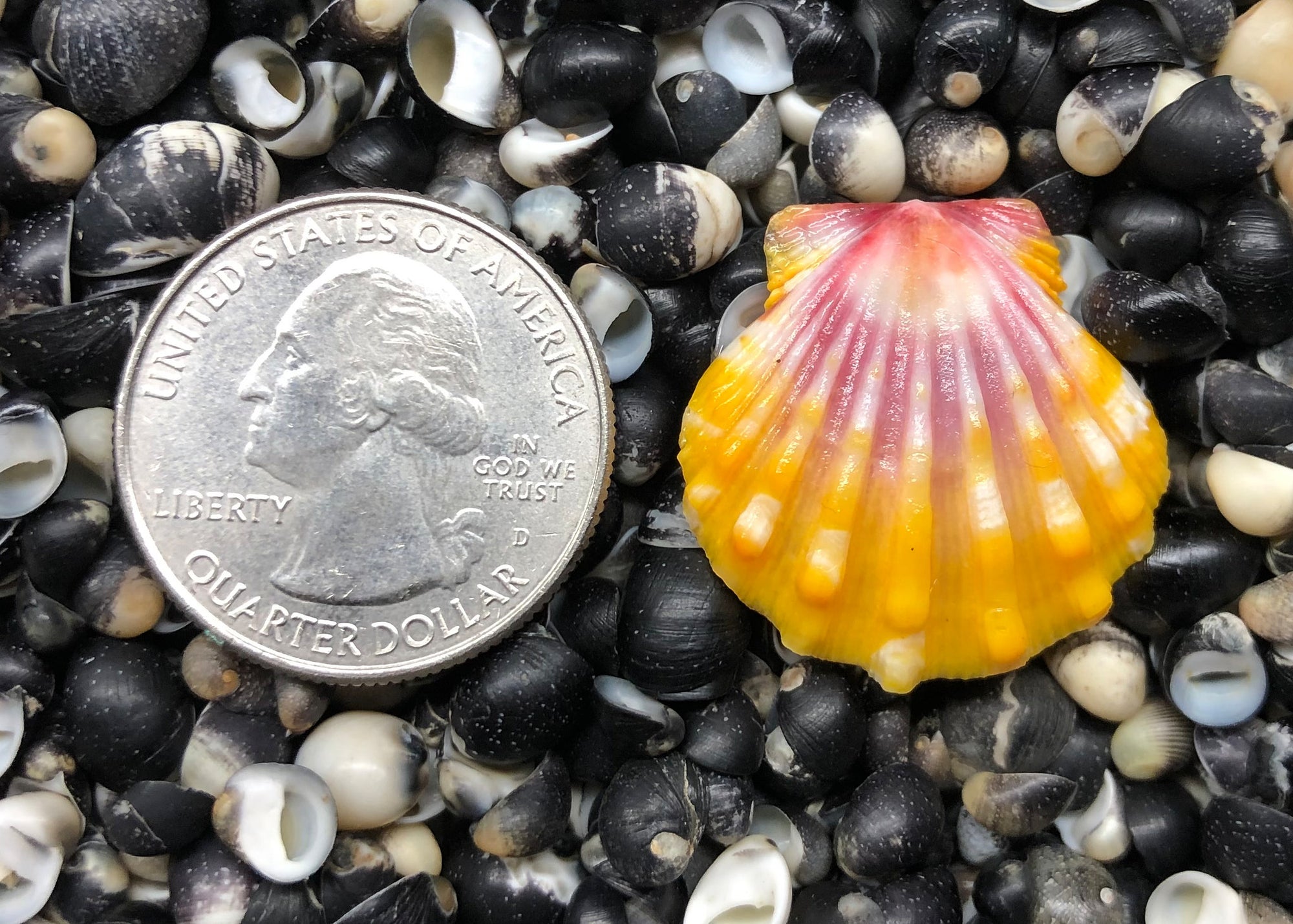 0334 single sunrise sell