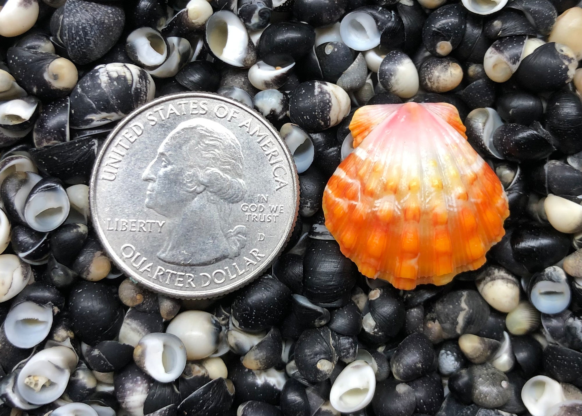 0335 single sunrise shell