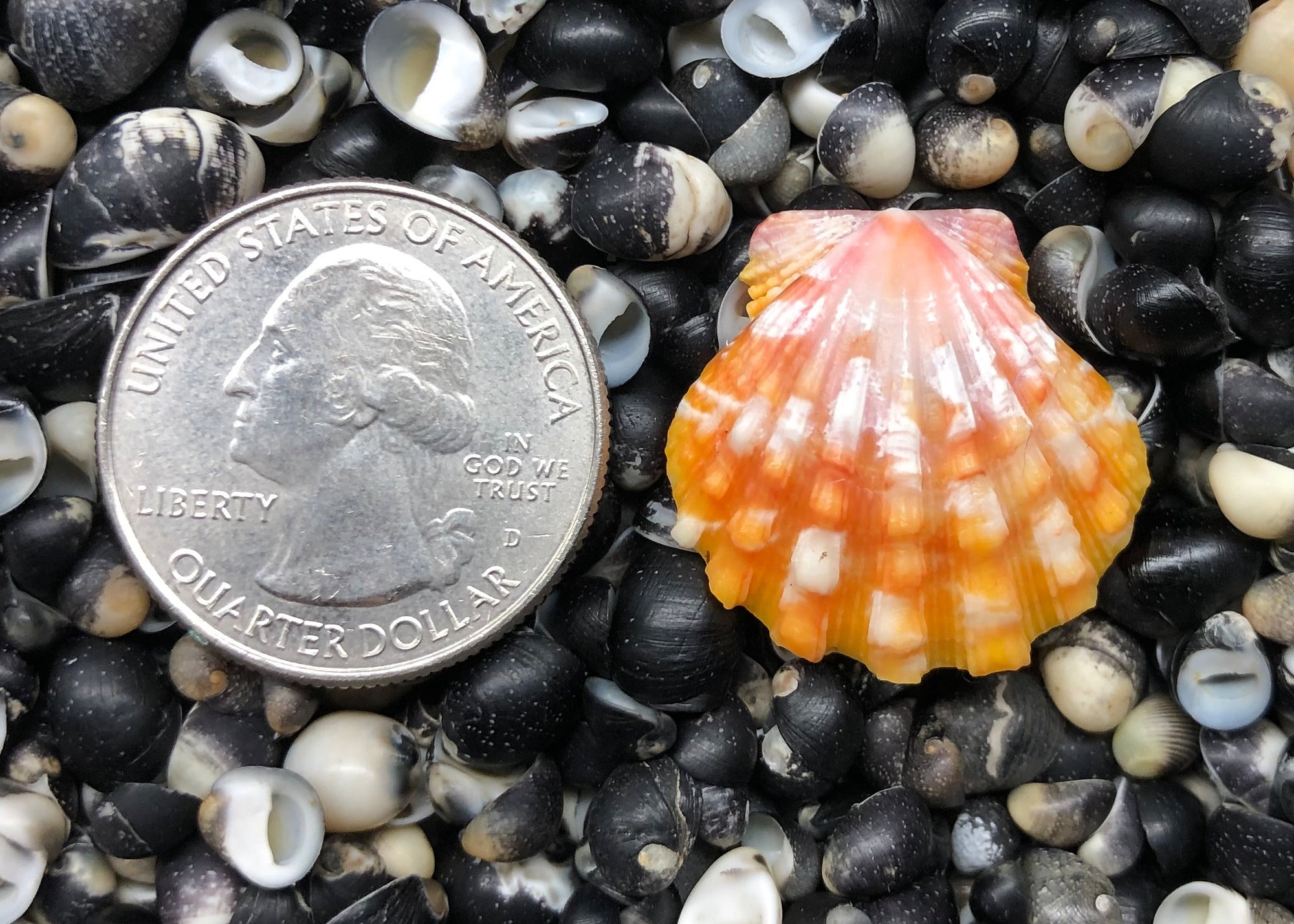 0339 single sunrise shell