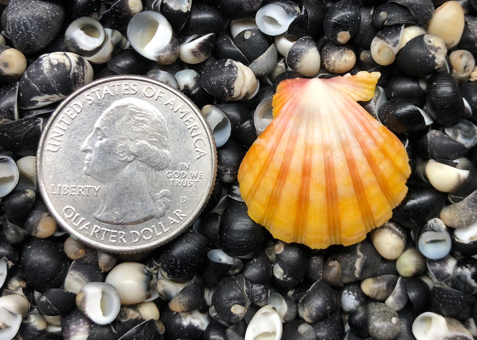 0341 single sunrise shell