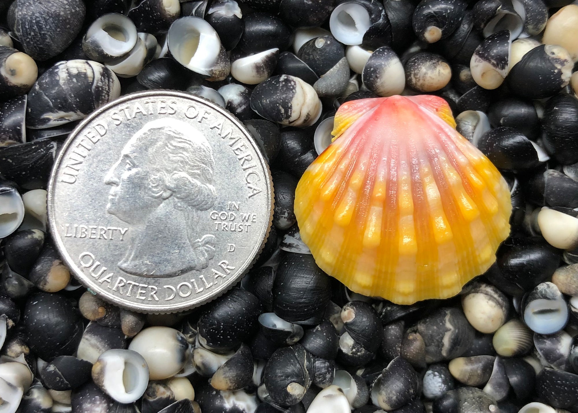 0343 single sunrise shell