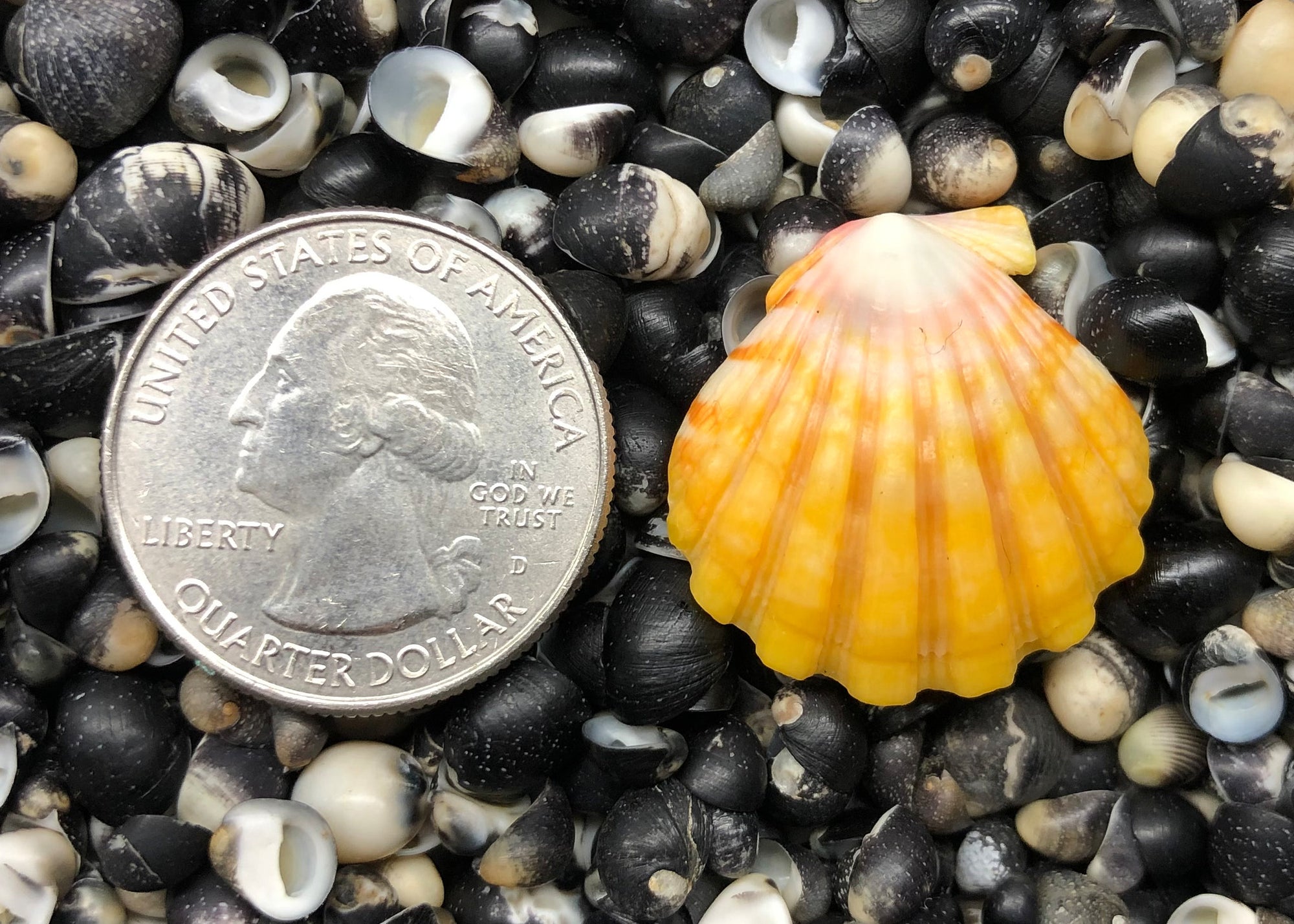 0347 single sunrise shell