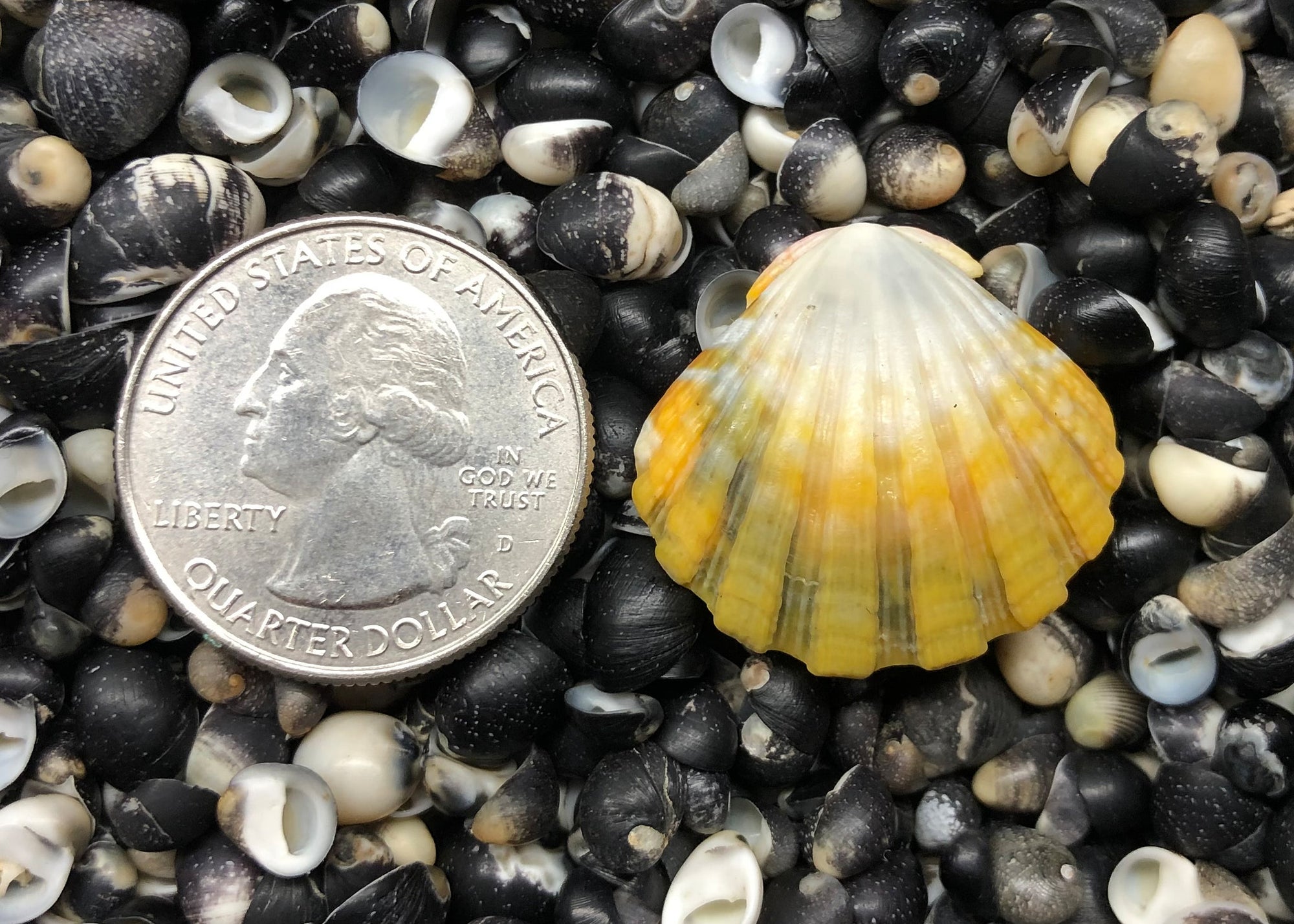 0348 single sunrise shell