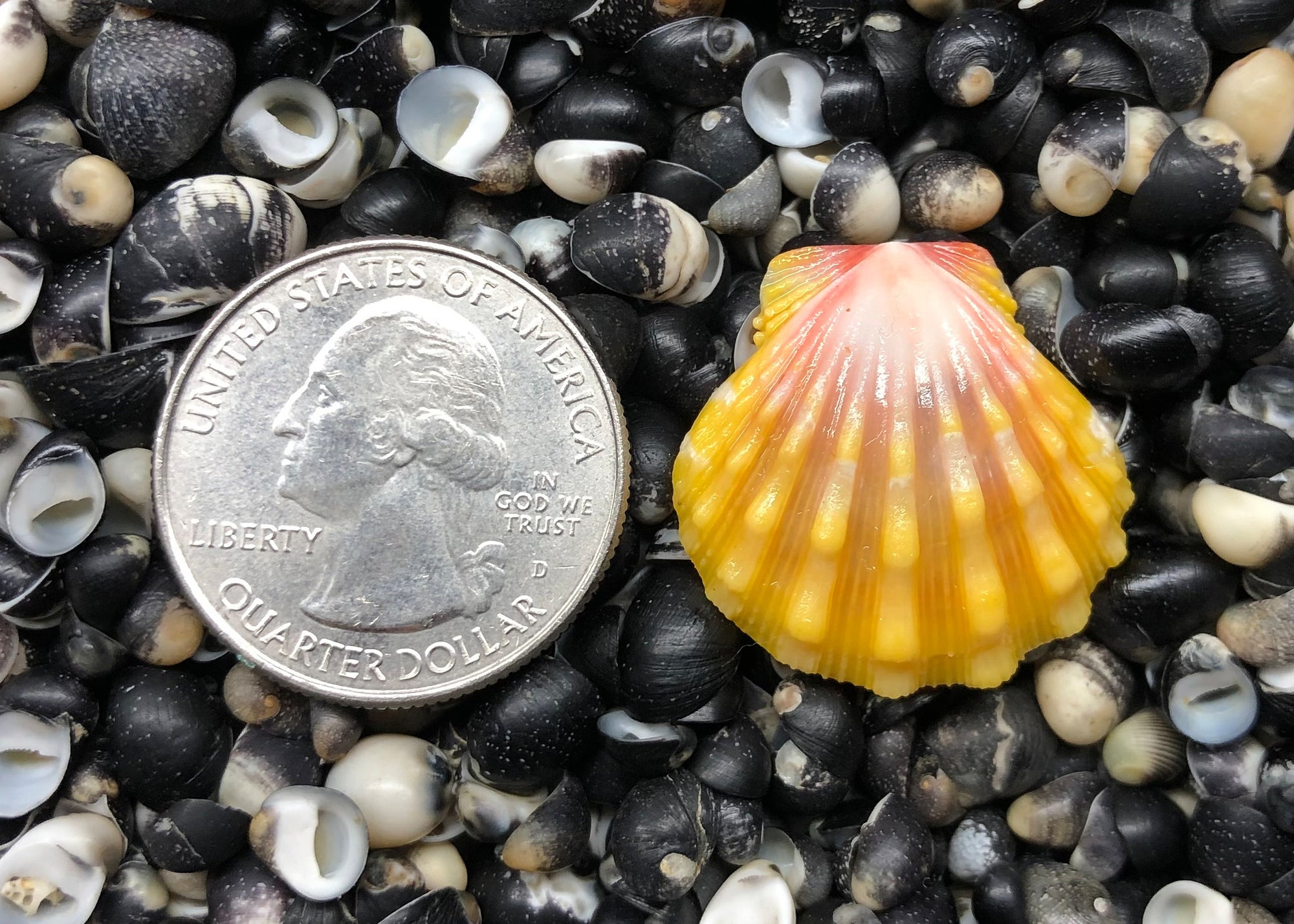 0350 single sunrise sell