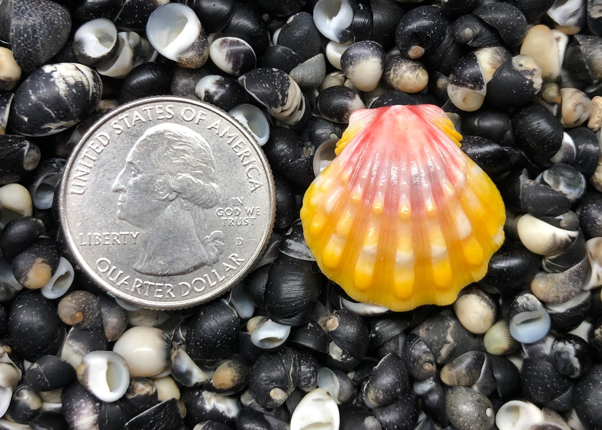 0351 single sunrise shell