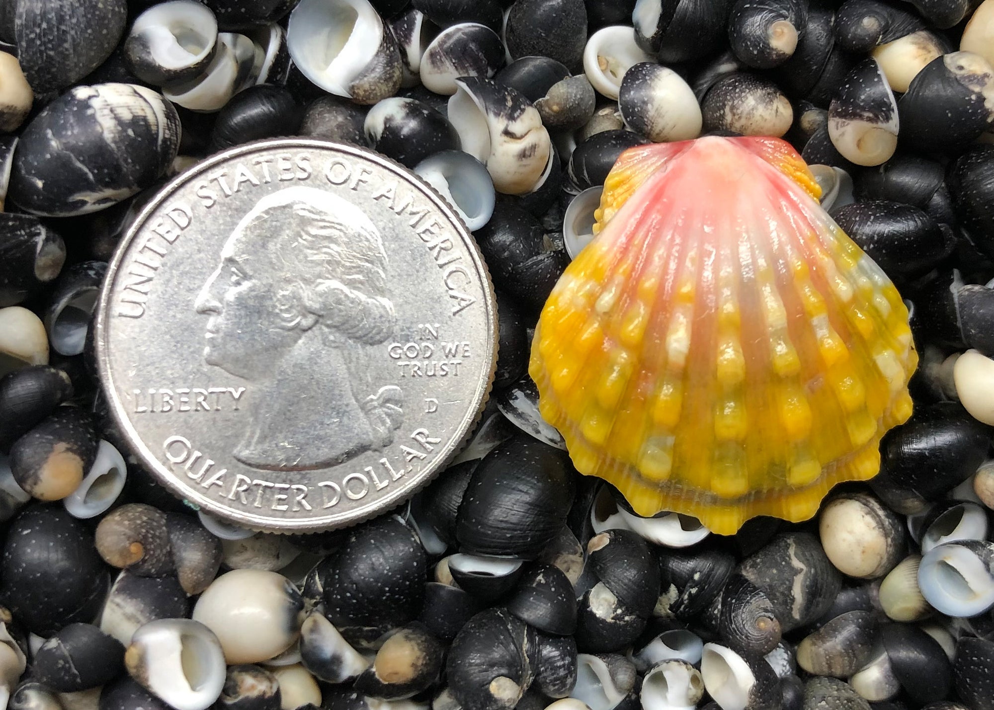 0354 single sunrise sell