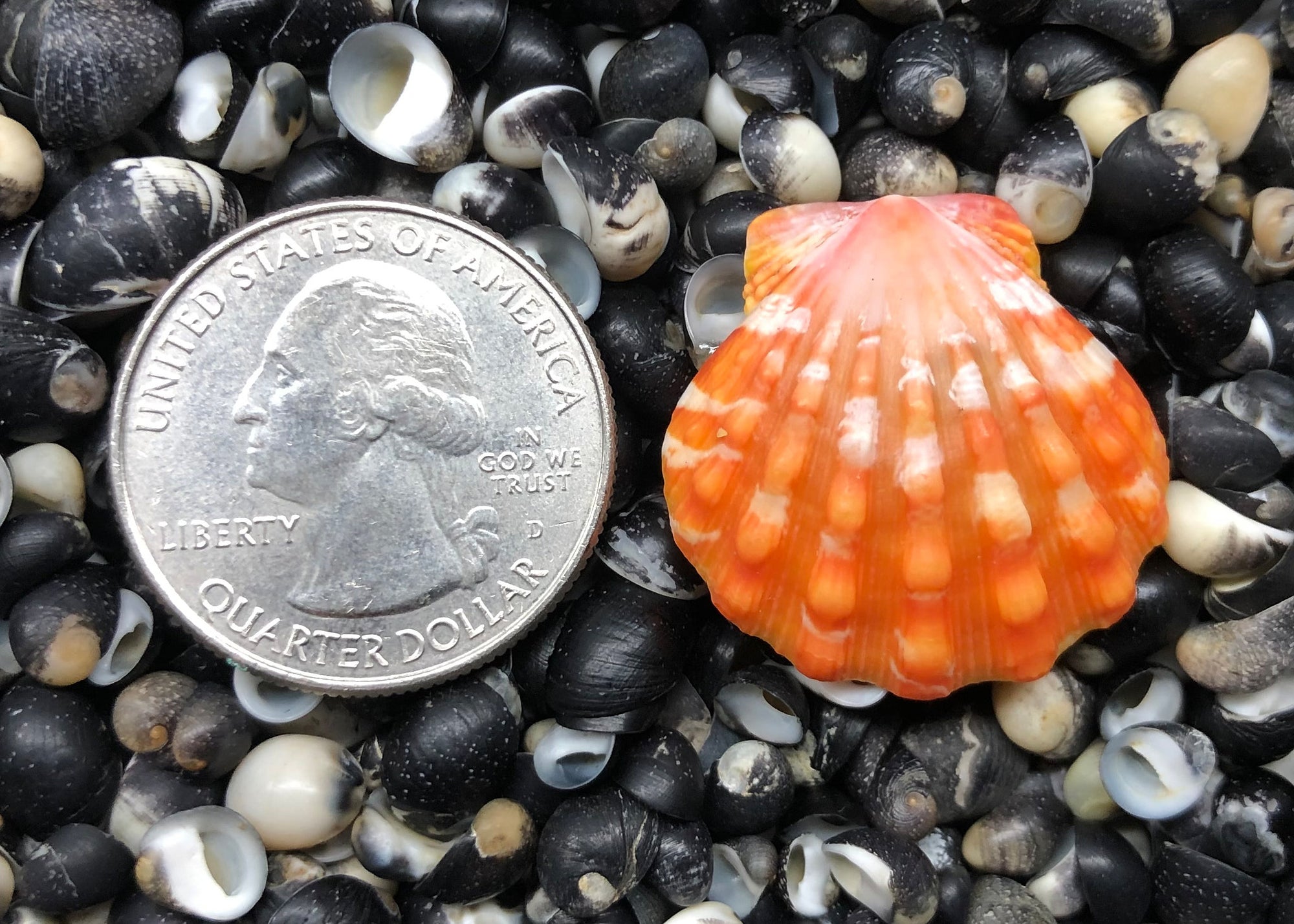 0356 single sunrise shell