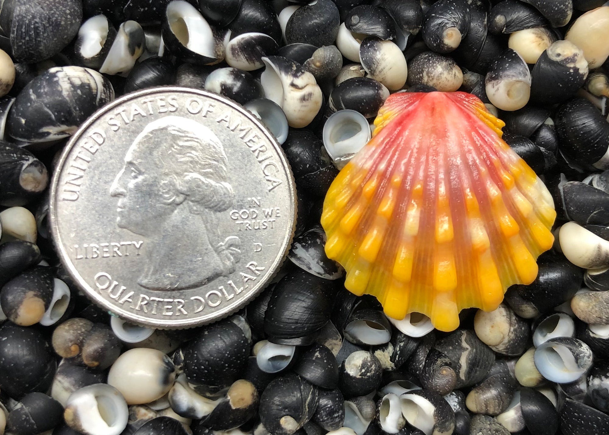 0358 single sunrise shell