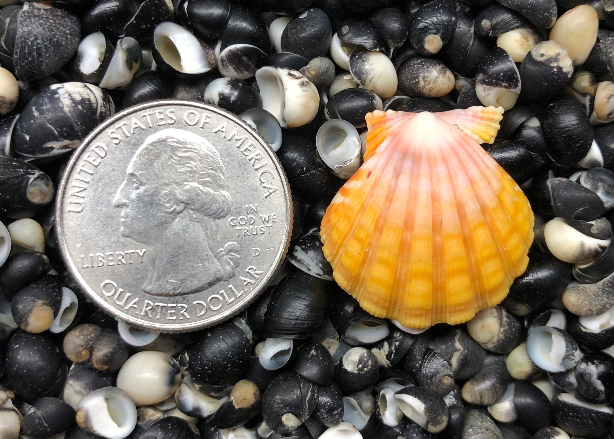 0362 single sunrise shell