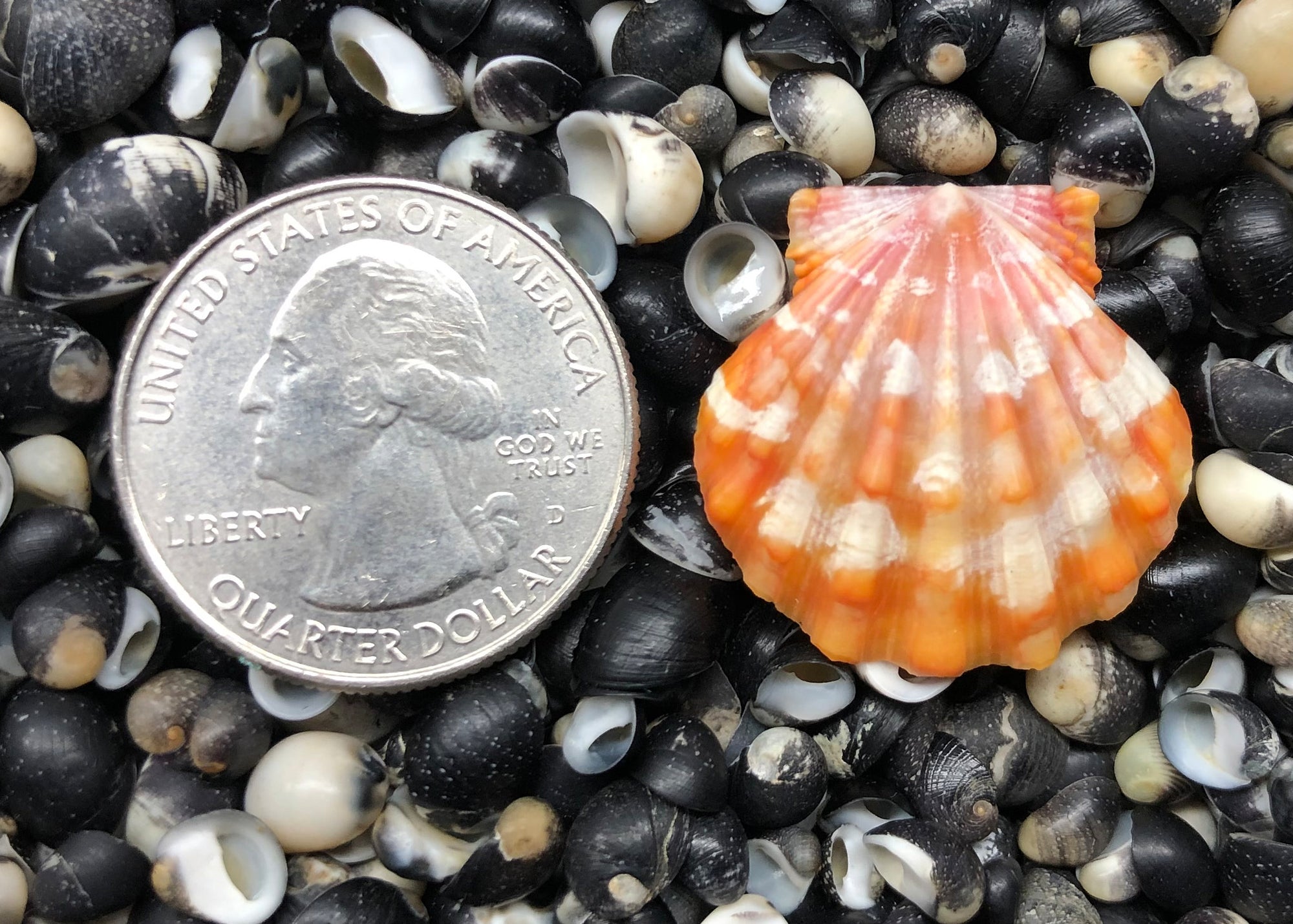 0364 single sunrise shell