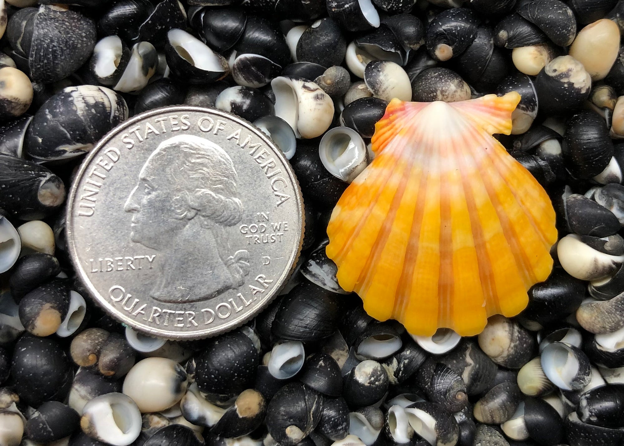 0365 single sunrise shell