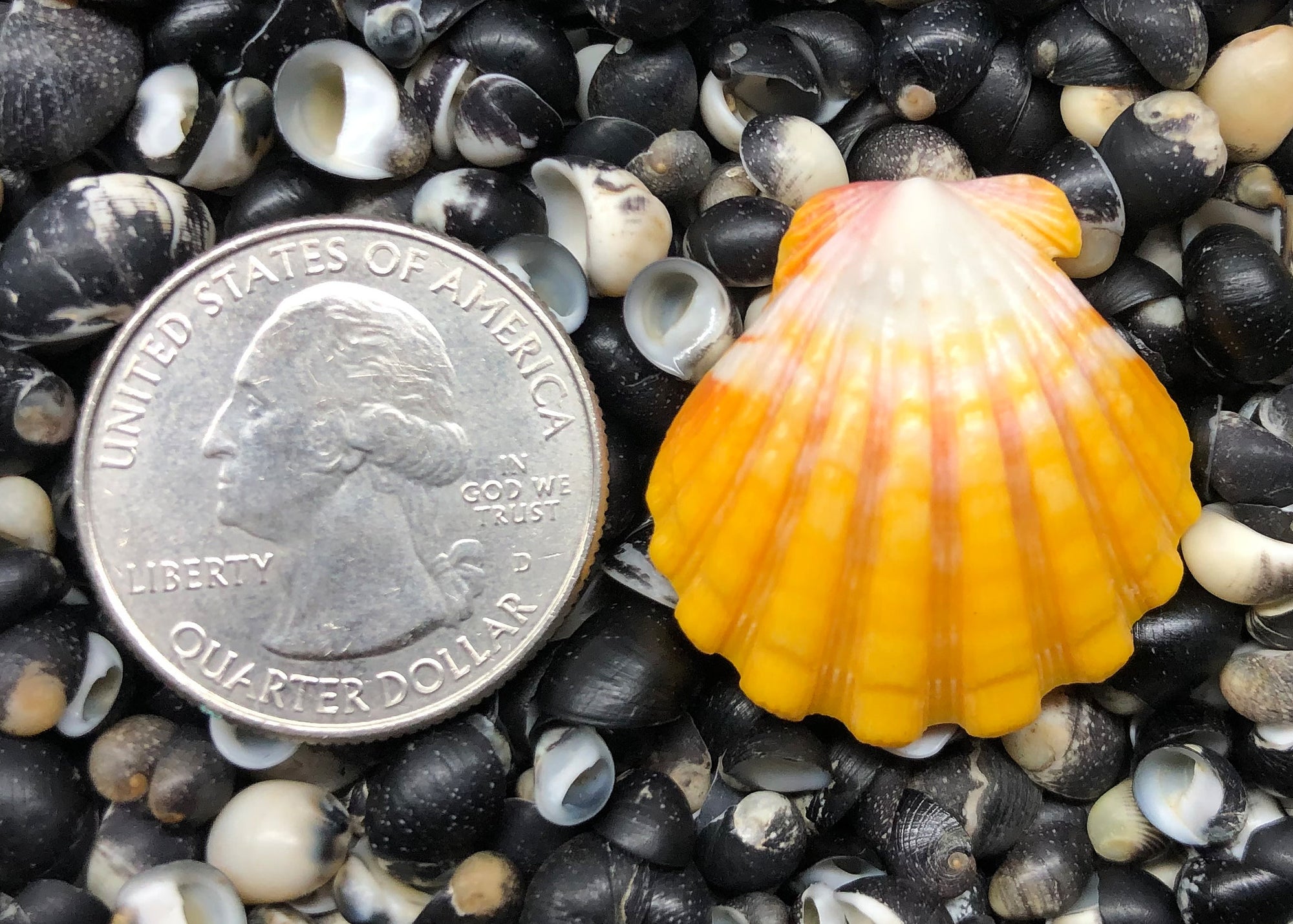 0368 single sunrise shell