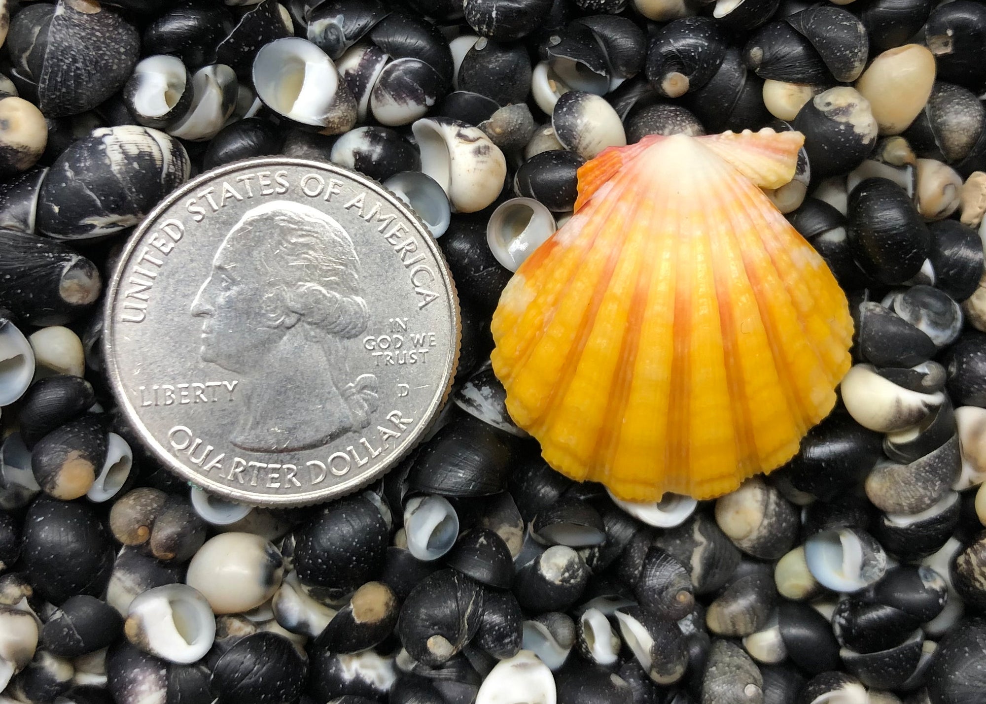 0370 single sunrise shell