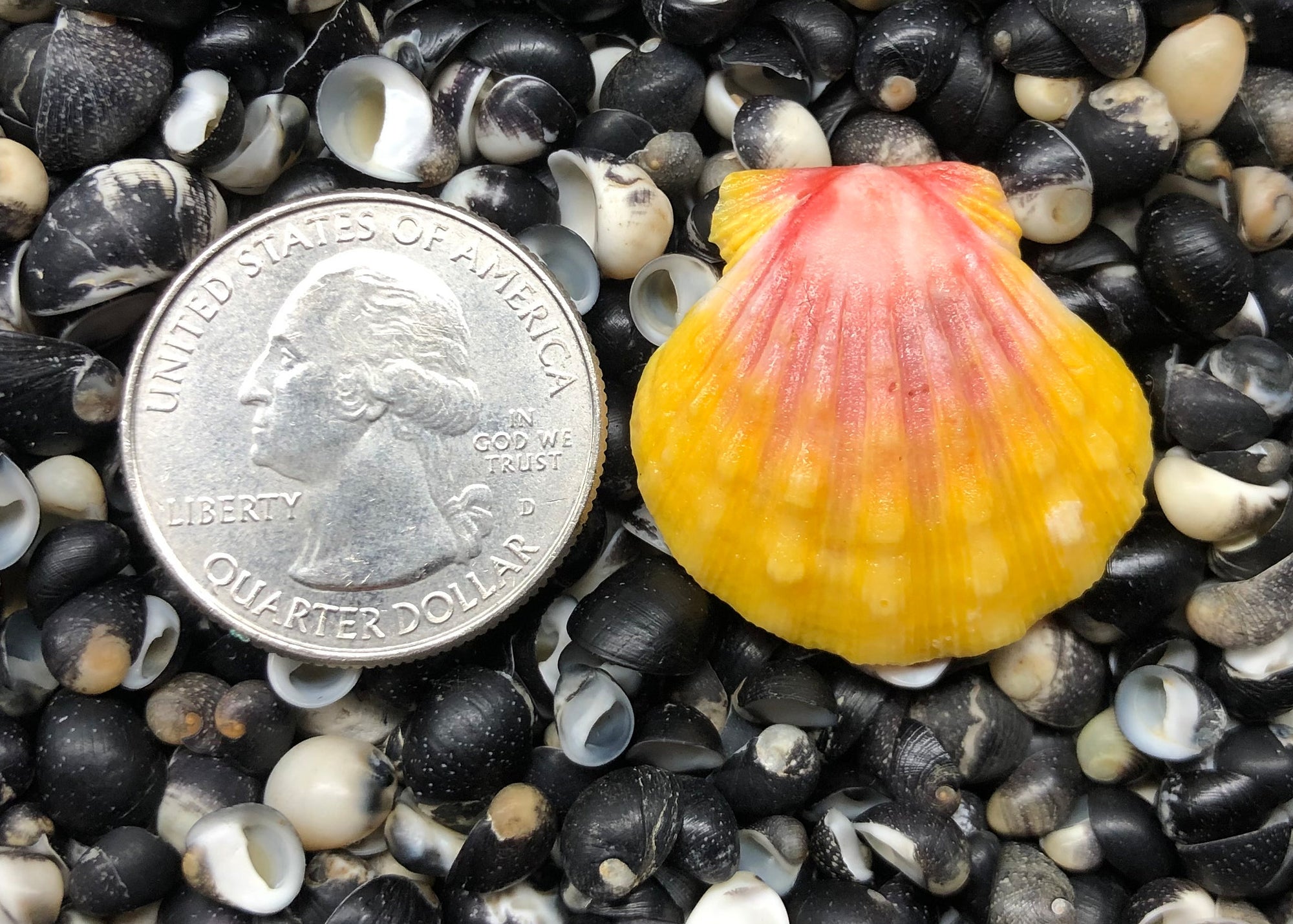 0373 single sunrise shell