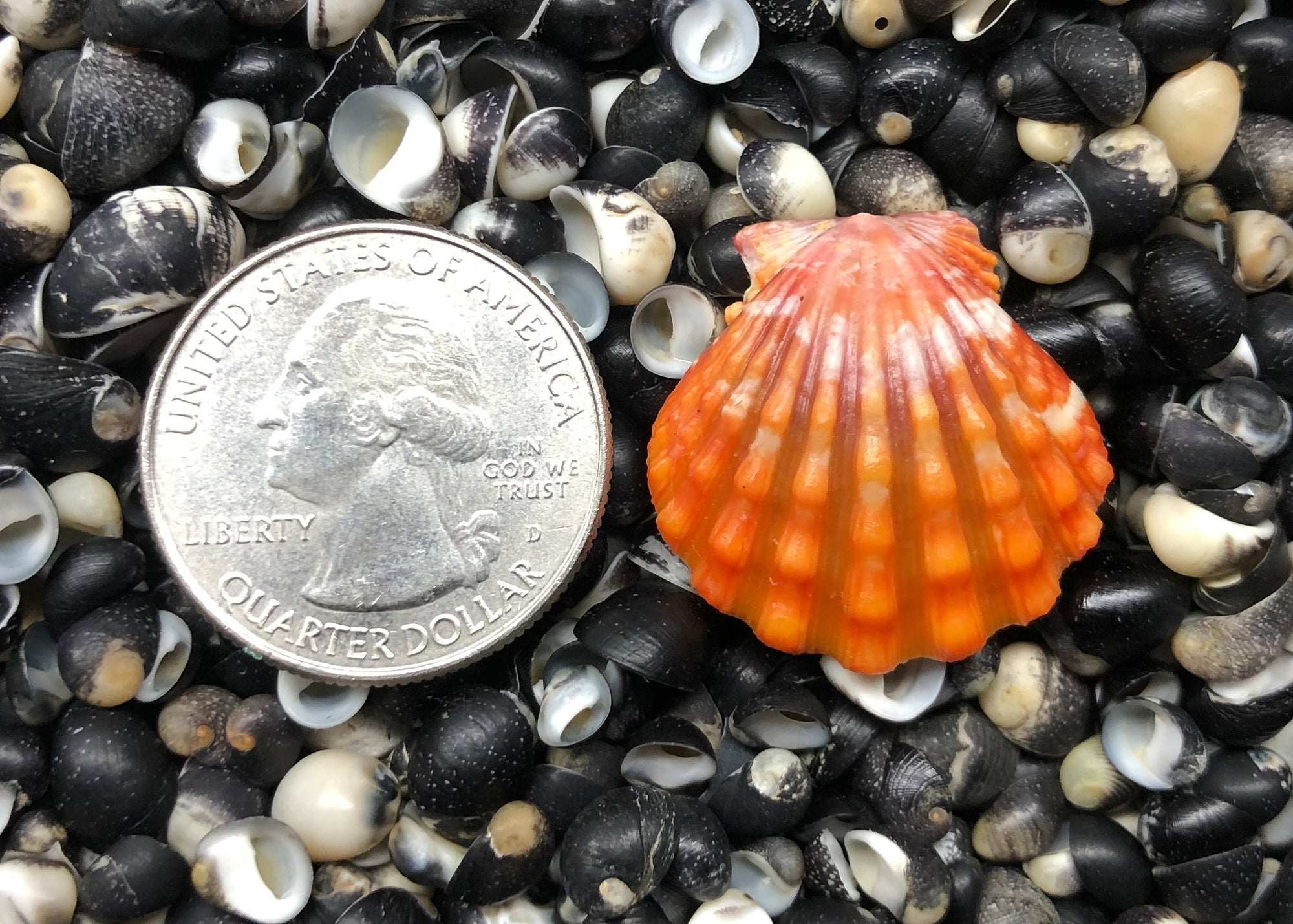 0375 single sunrise shell