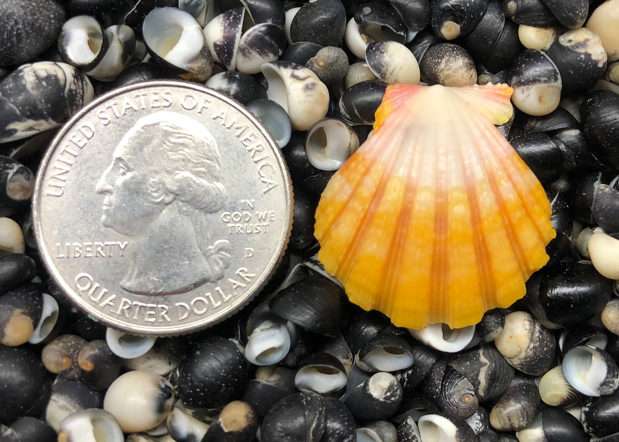 0377 single sunrise shell