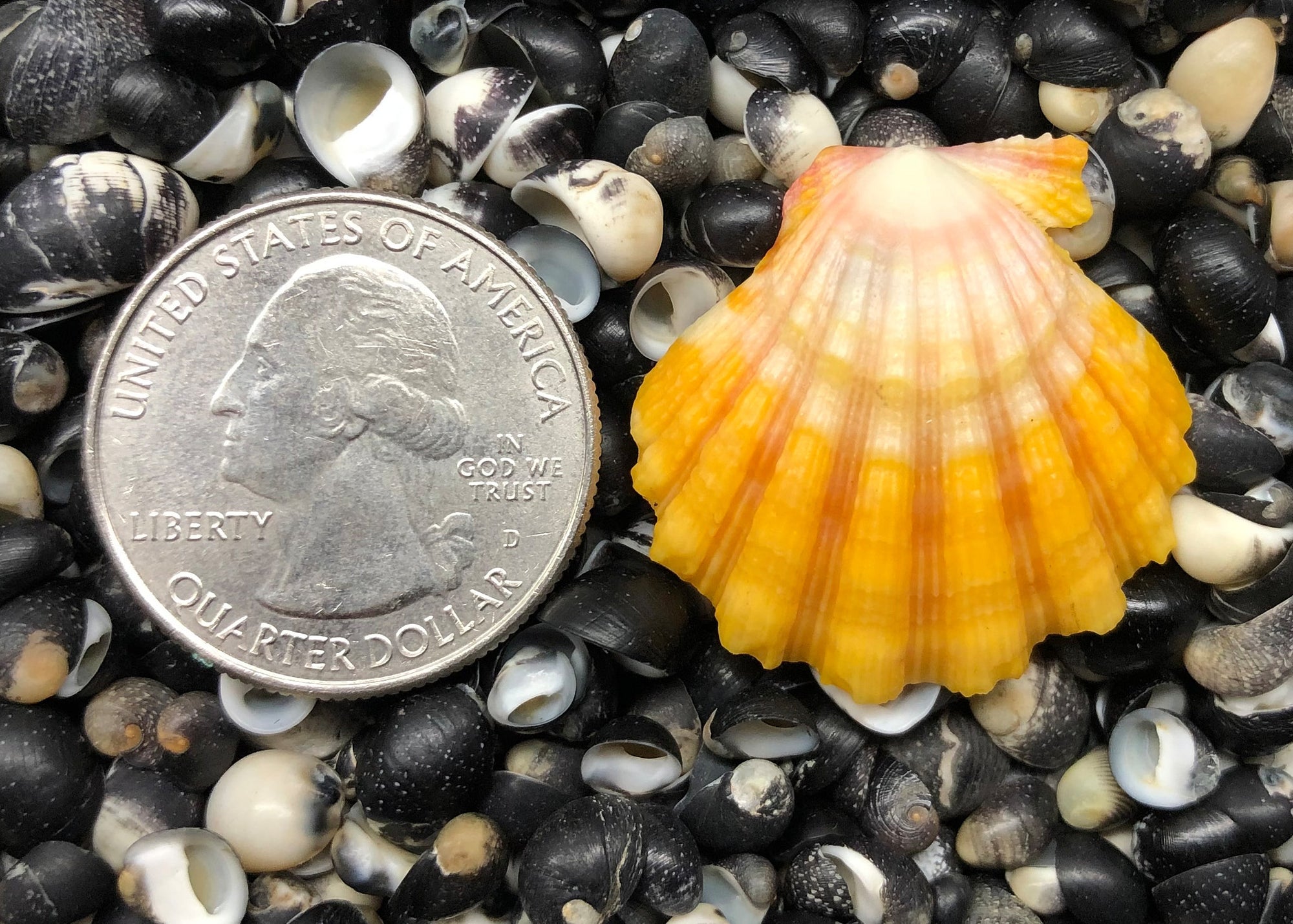 0382 single sunrise shell