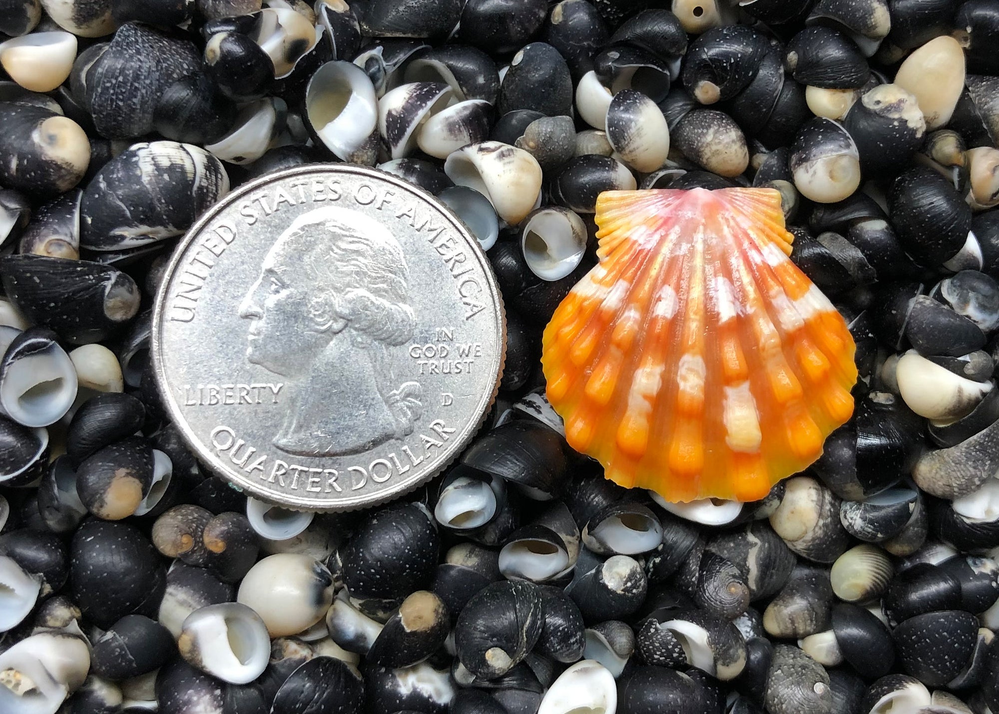 0385 single sunrise shell