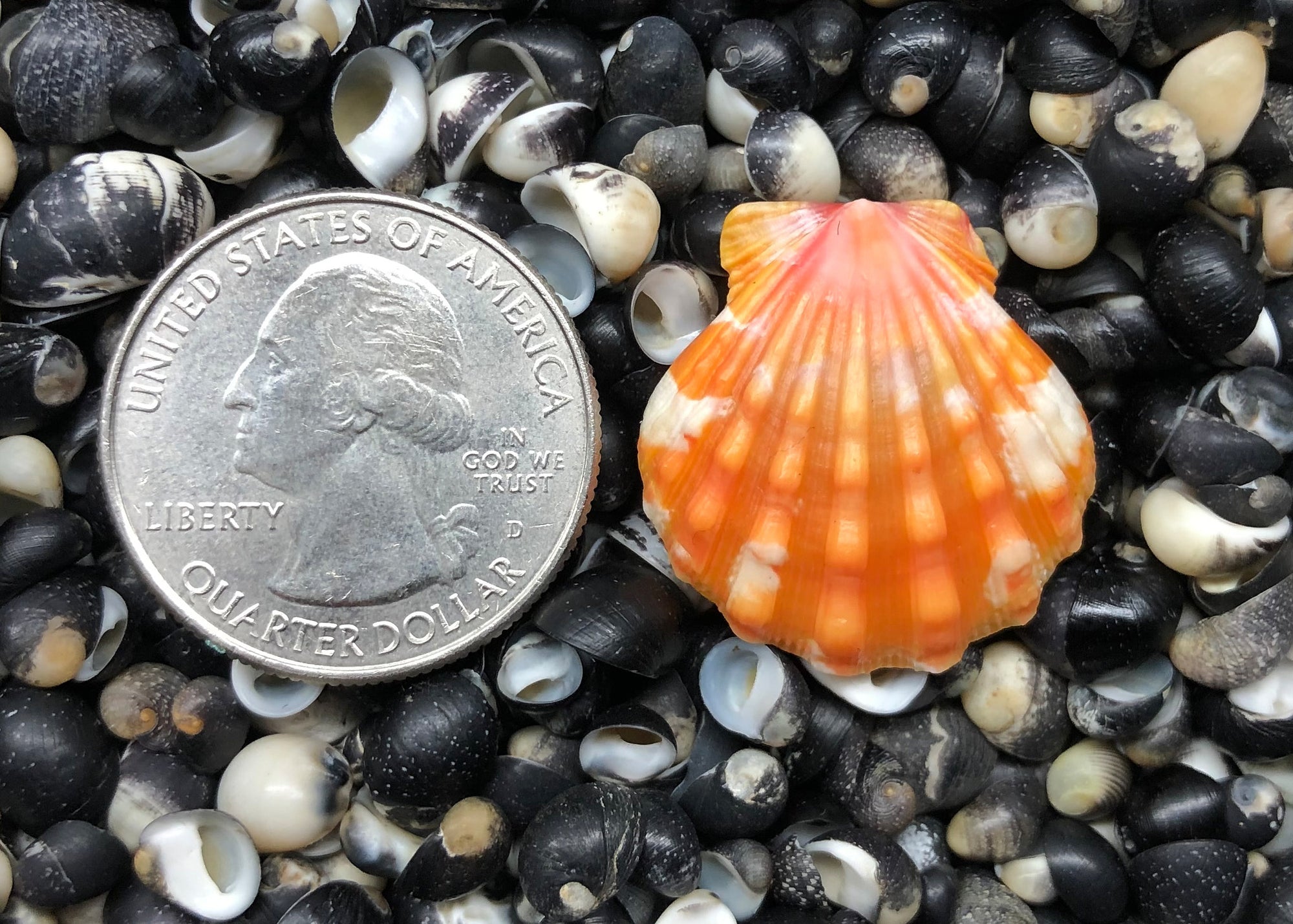 0387 single sunrise shell