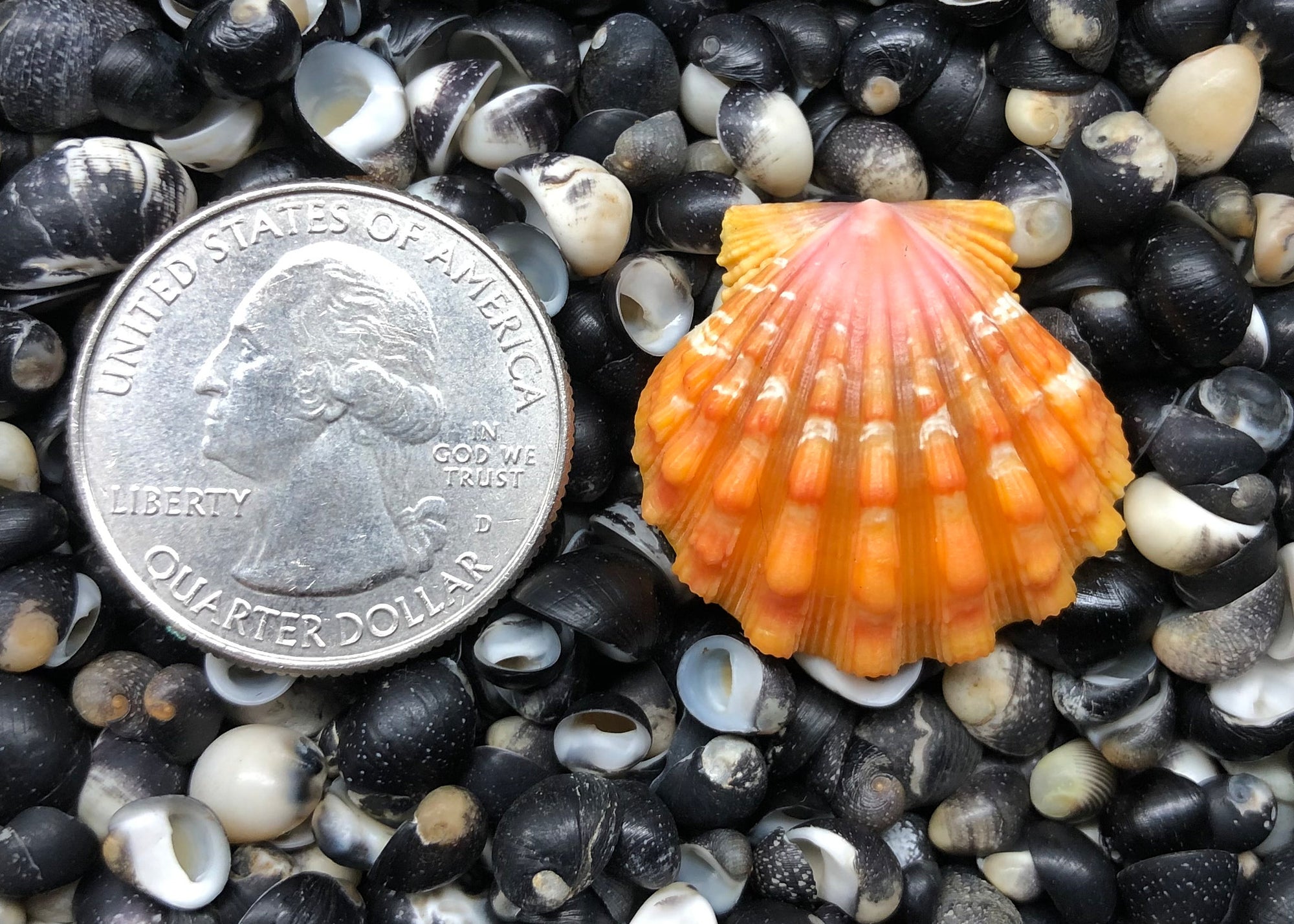 0389 single sunrise shell