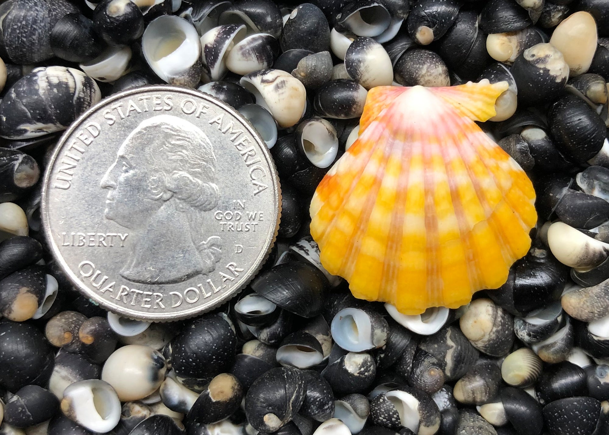 0390 single sunrise shell