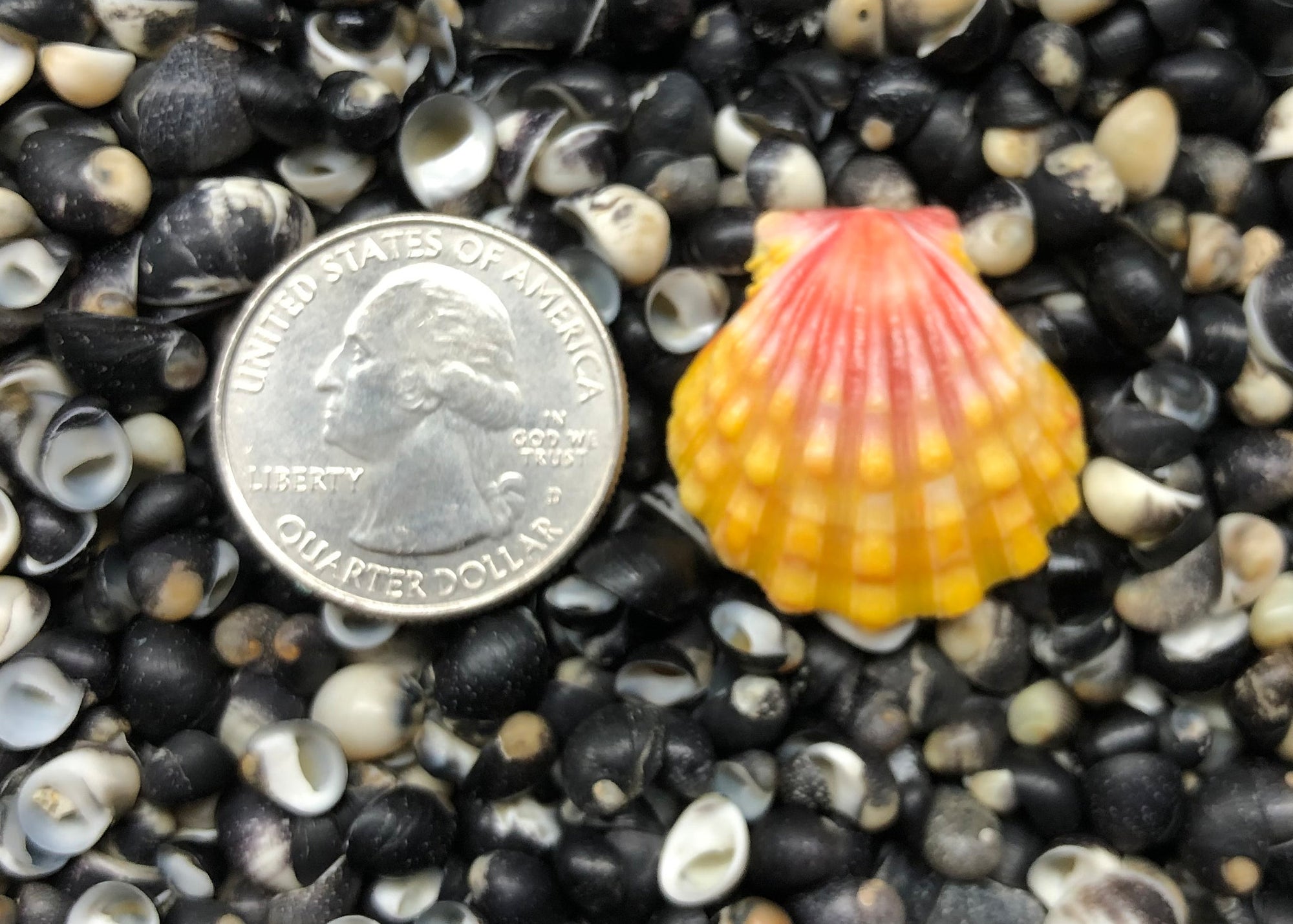 0391 single sunrise shell