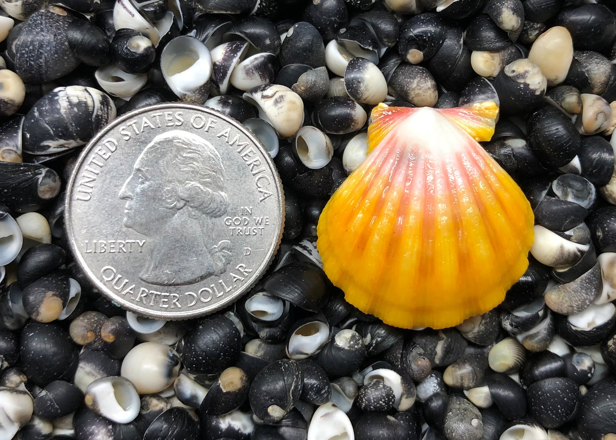 0392 single sunrise shell