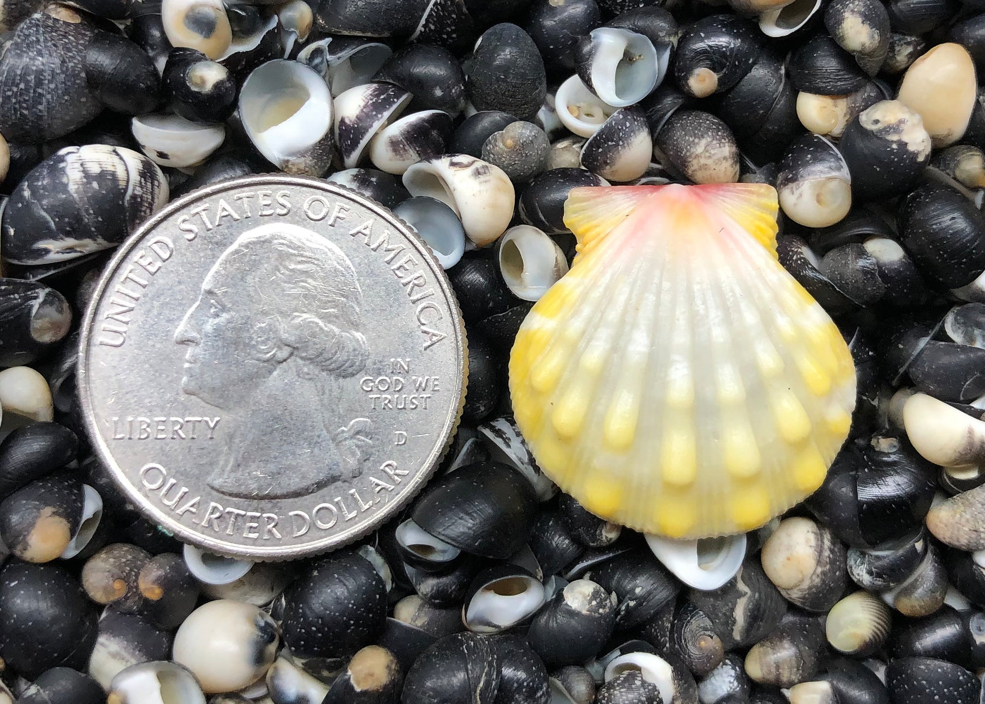 0396 single sunrise shell