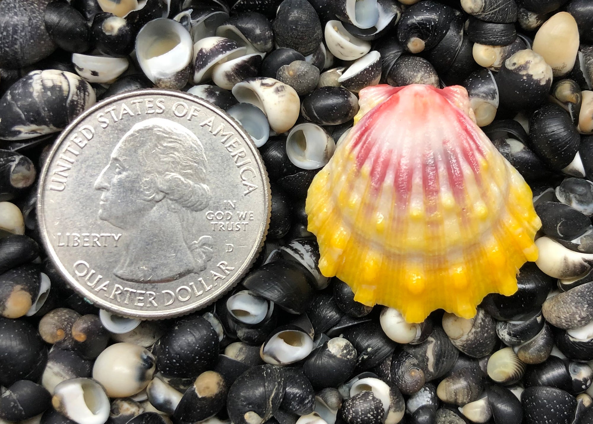 0400 single sunrise shell