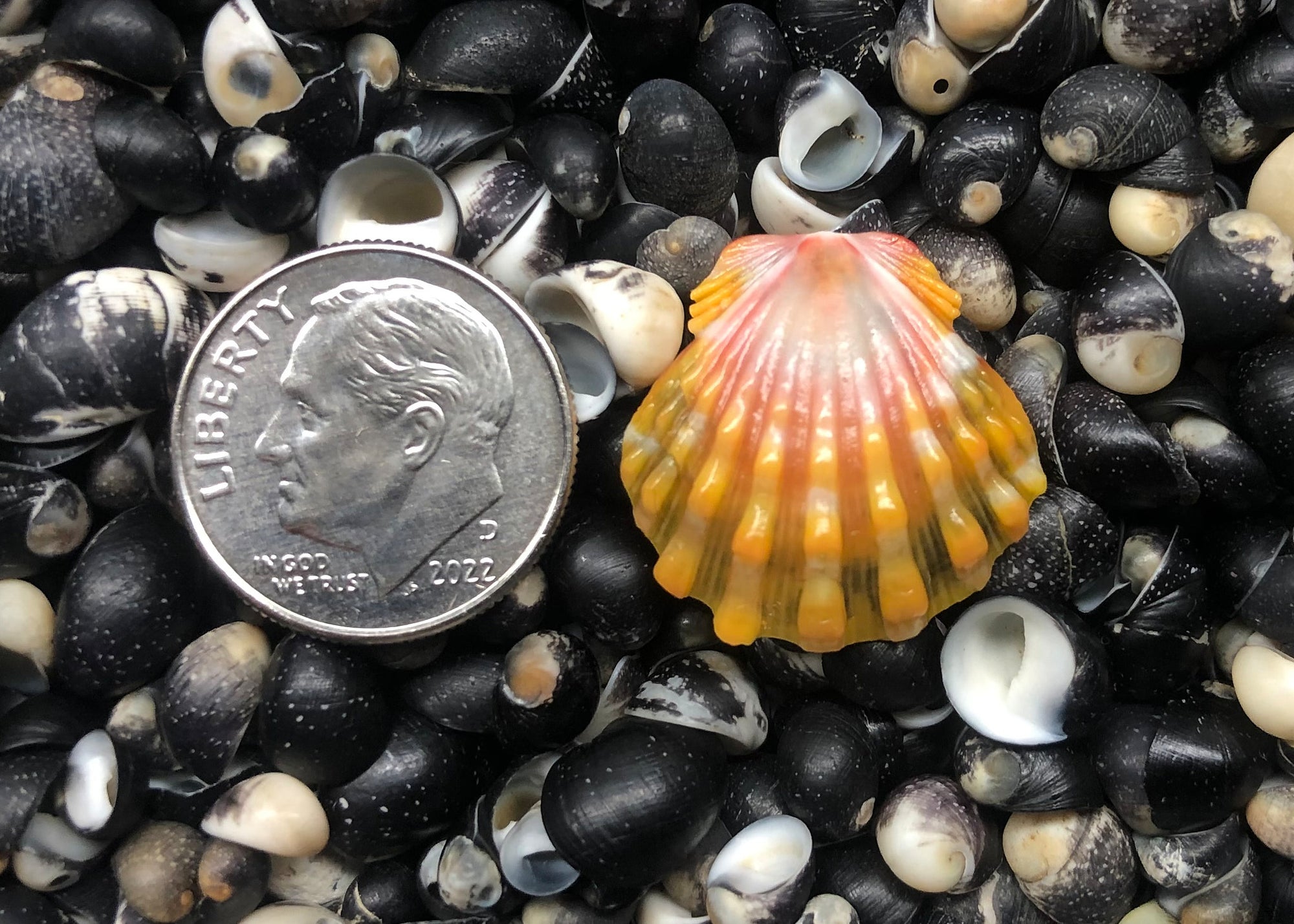 0402 single sunrise shell