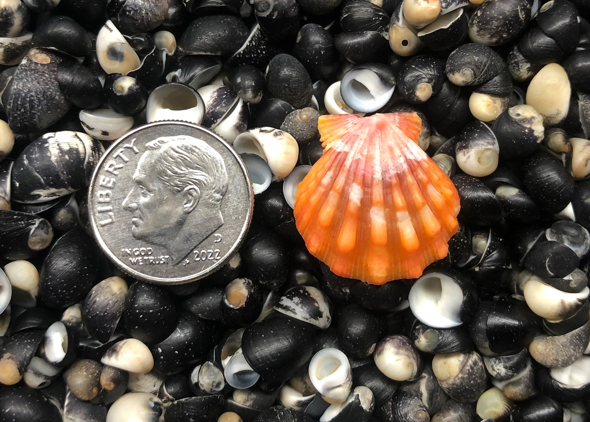 0404 single sunrise shell