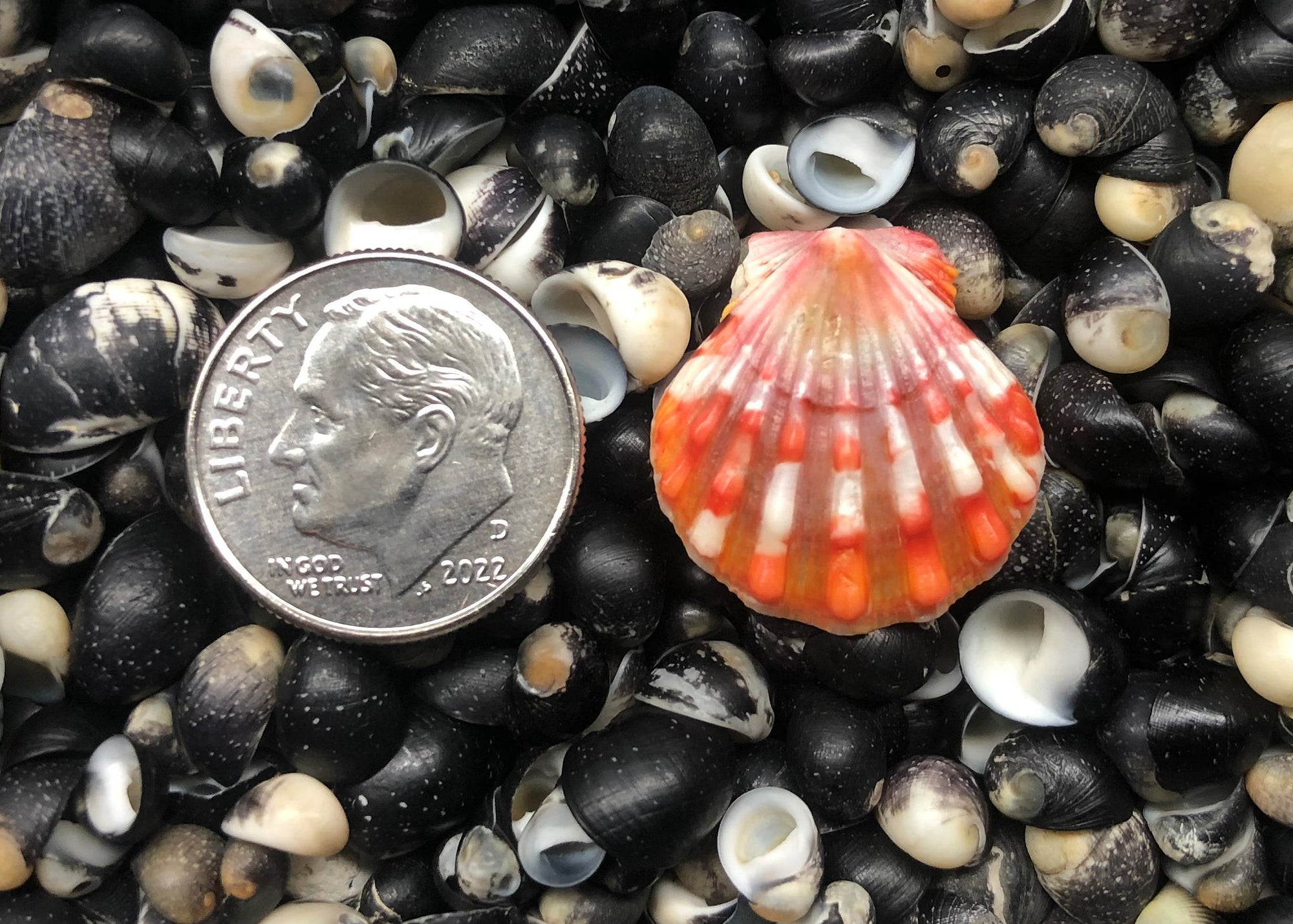 0405 single sunrise shell