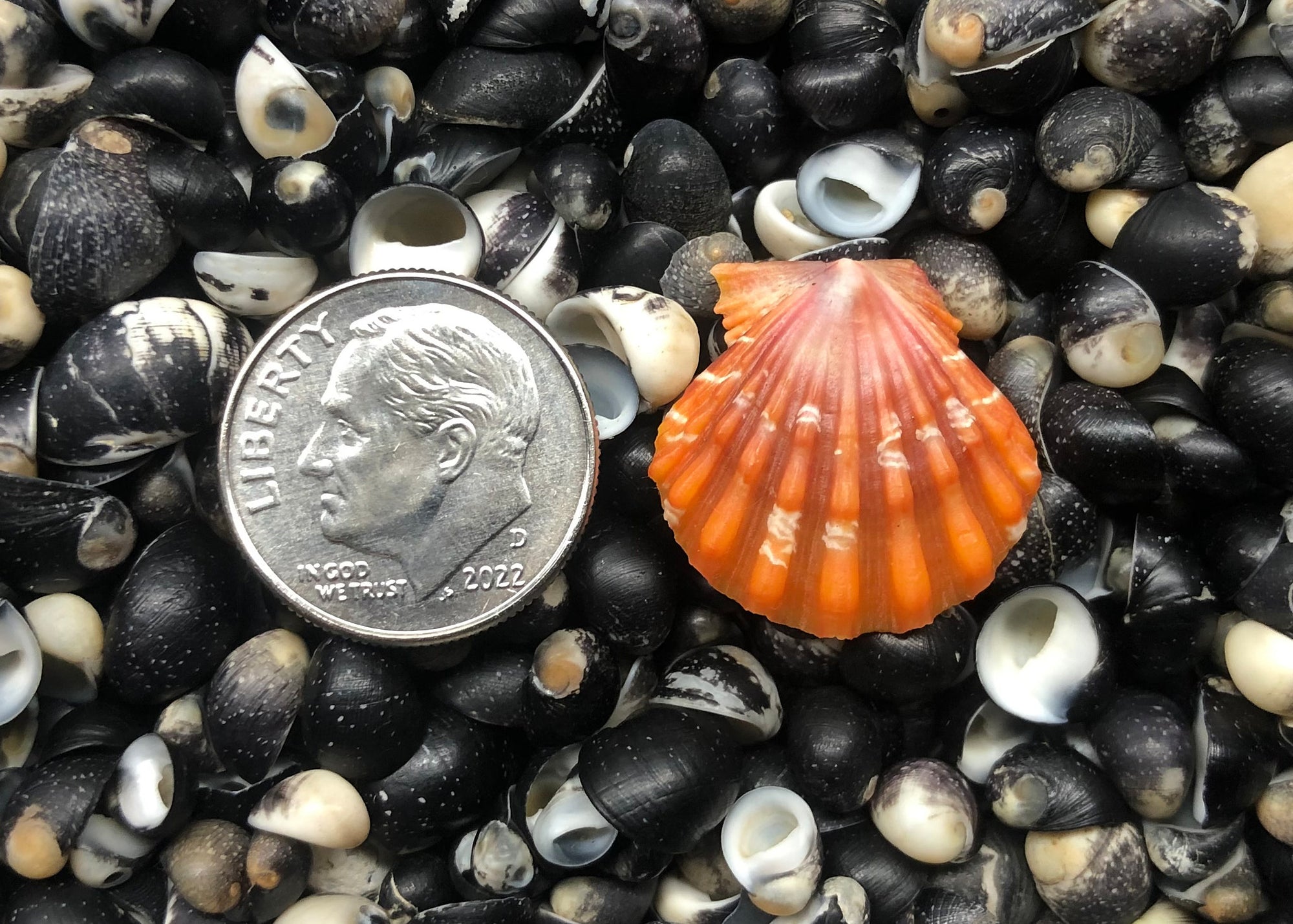 0407 single sunrises shell