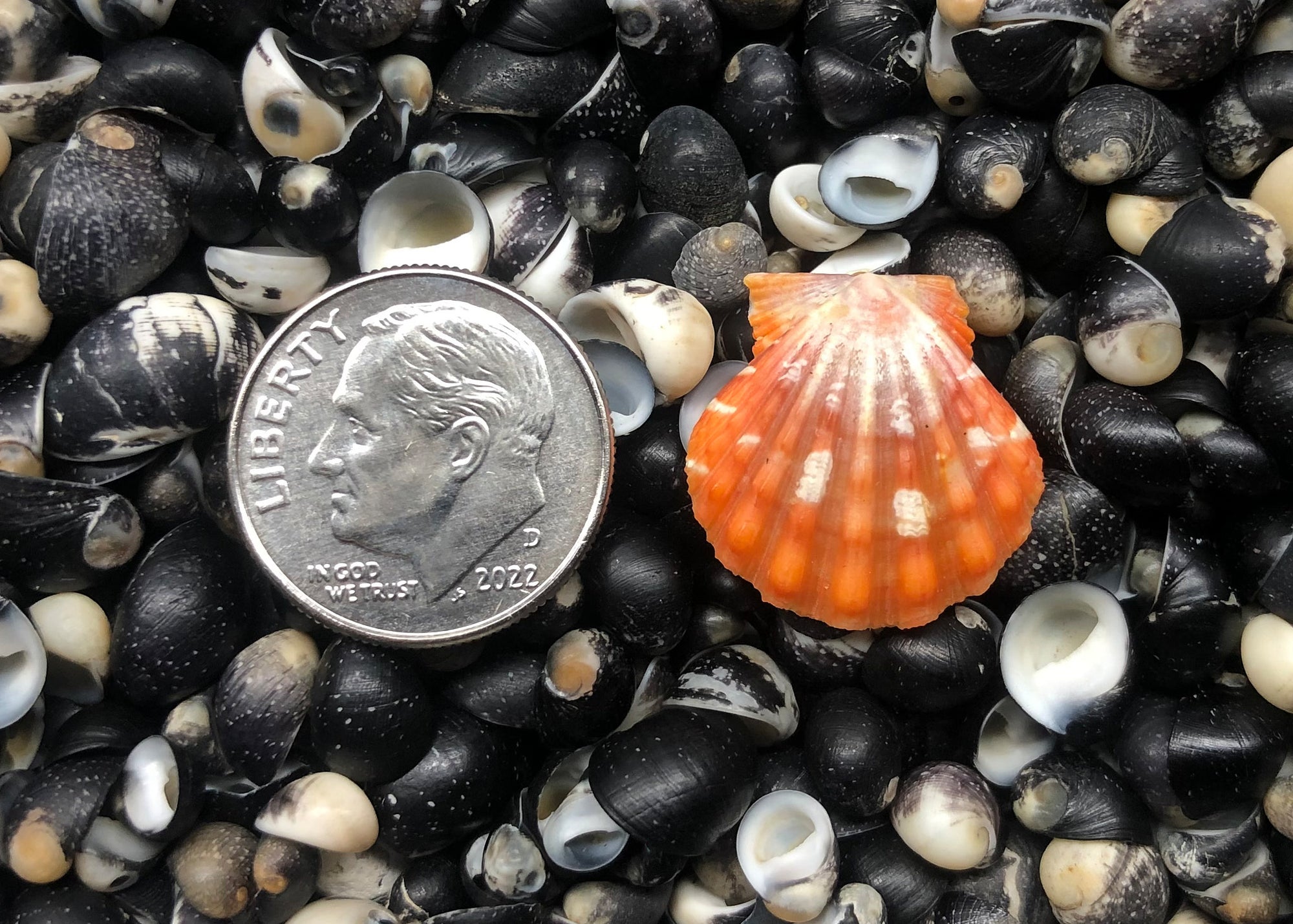 0409 single sunrise shell