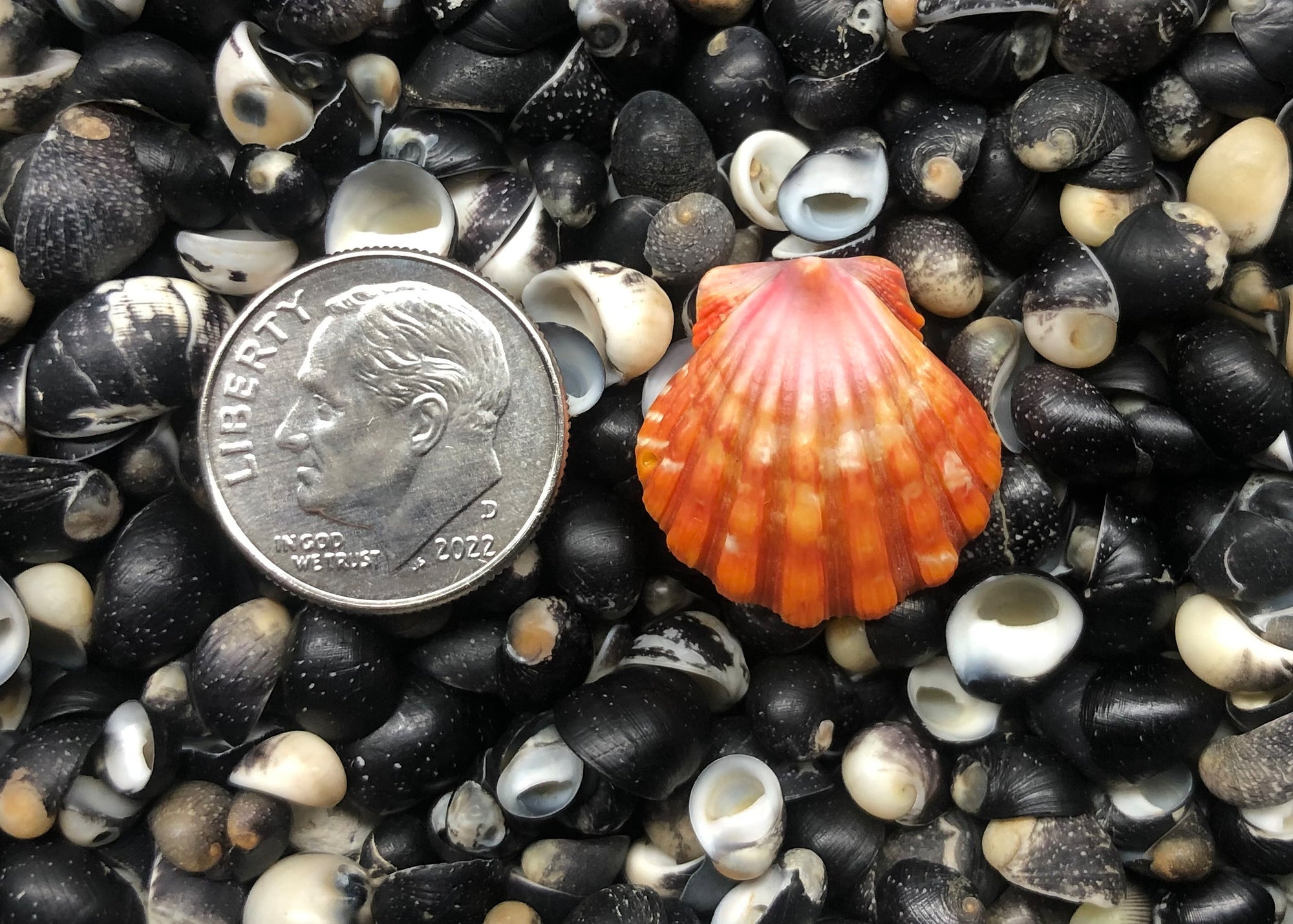 0413 single sunrise shell