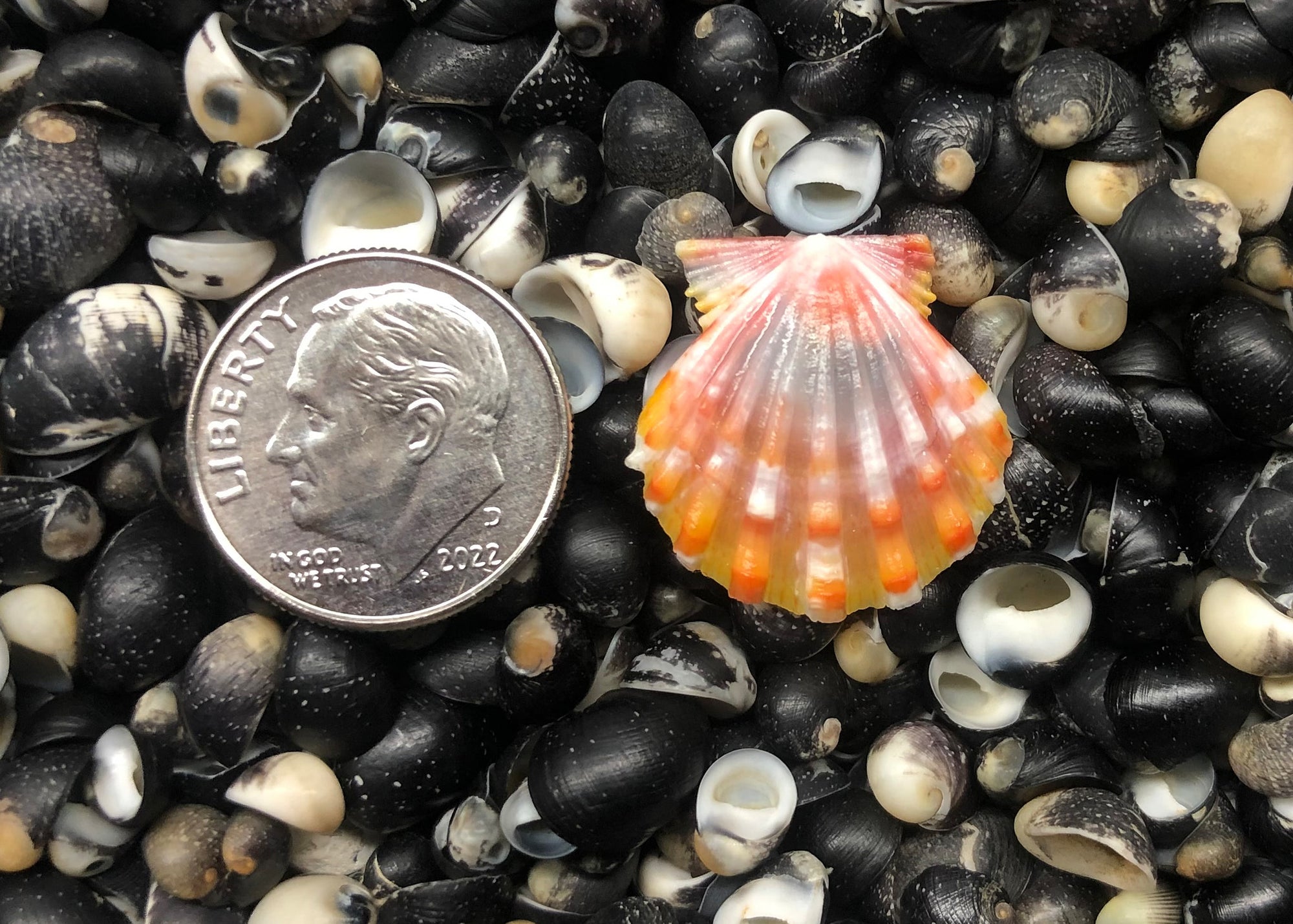 0415 single sunrise shell