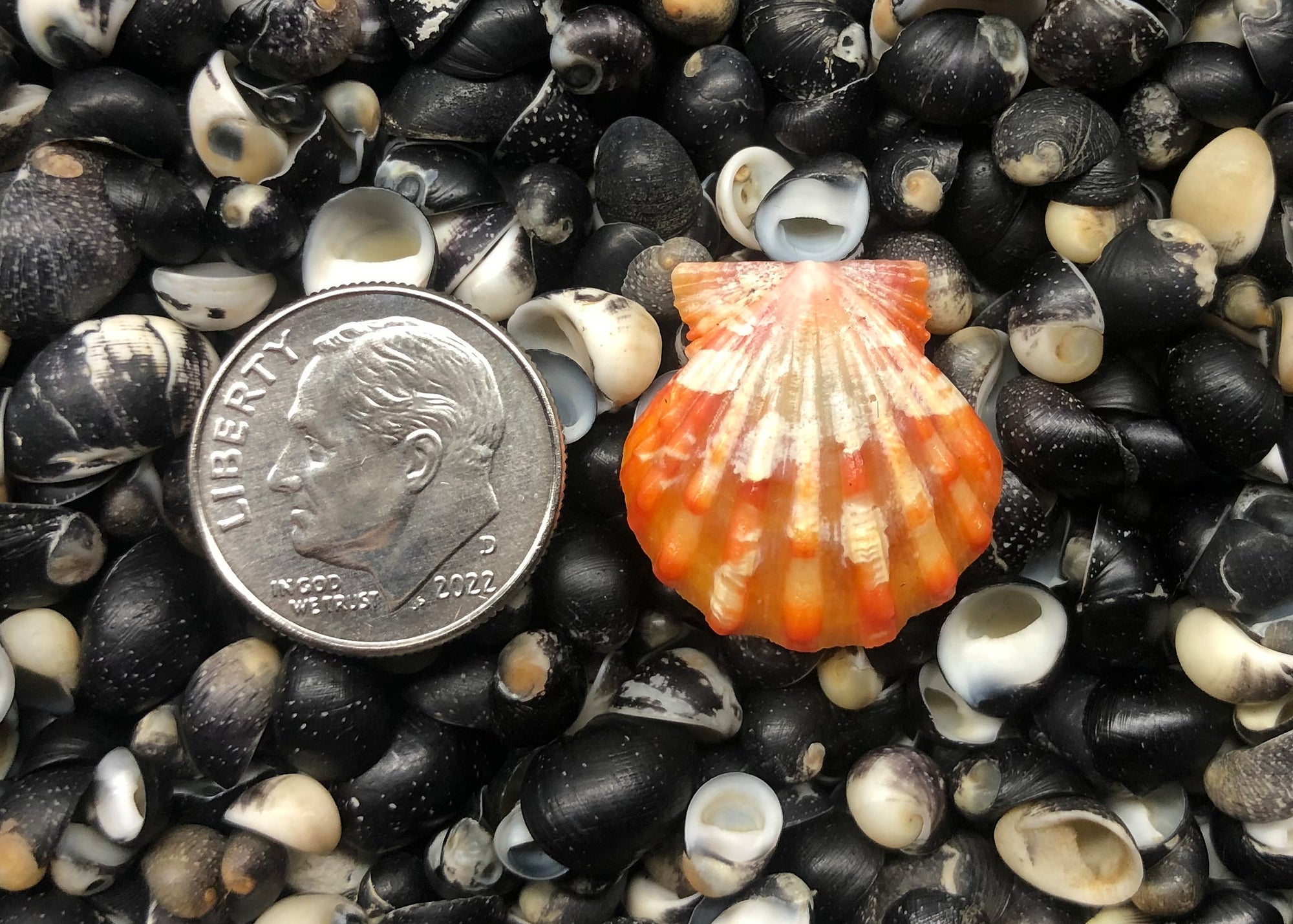 0416 single sunrise shell