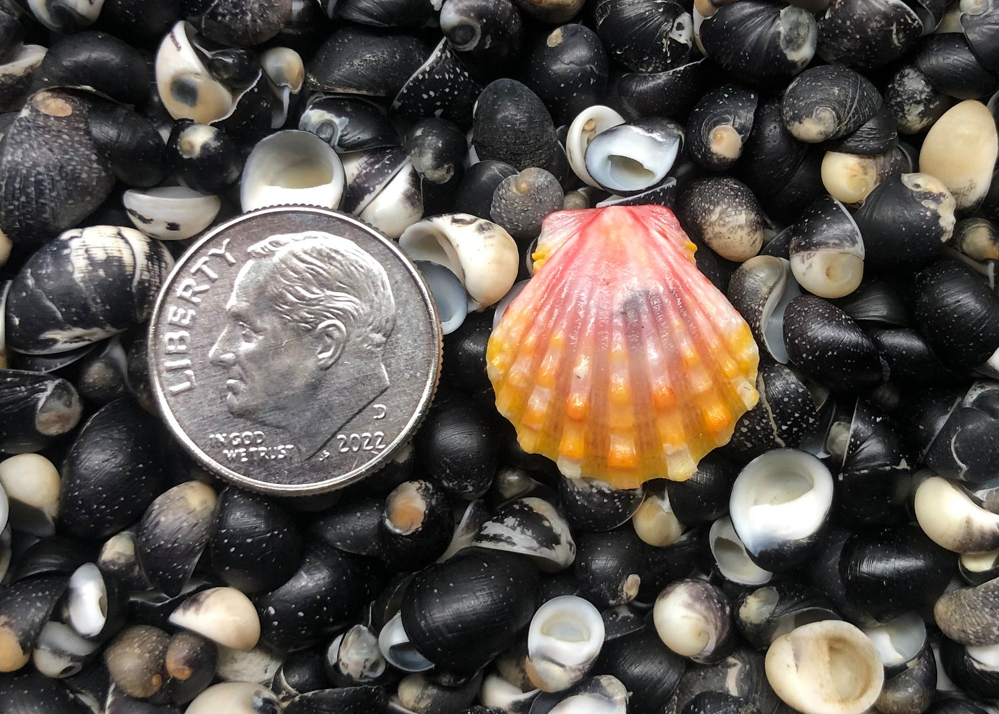 0418 single sunrise shell