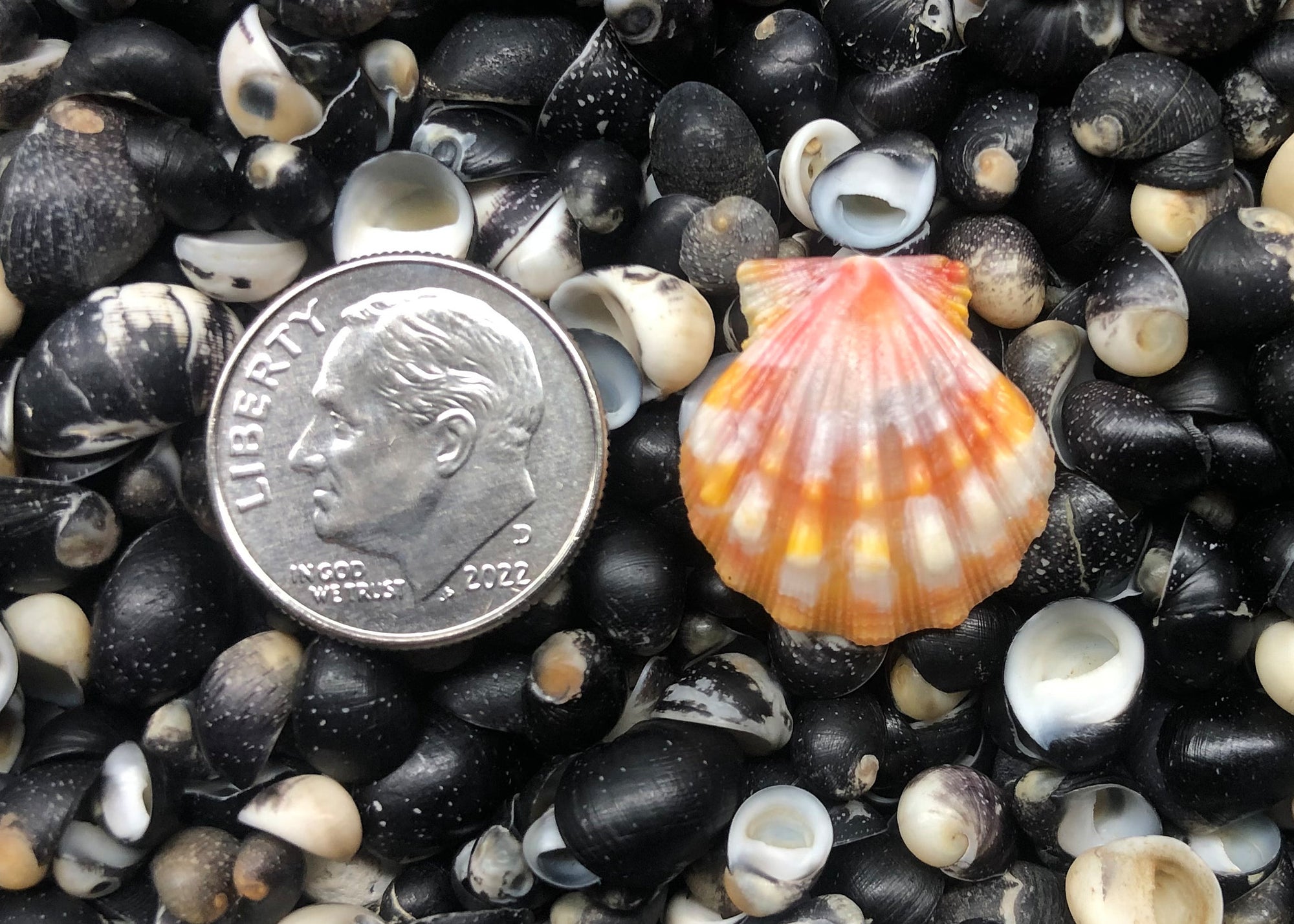 0419 single sunrise shell