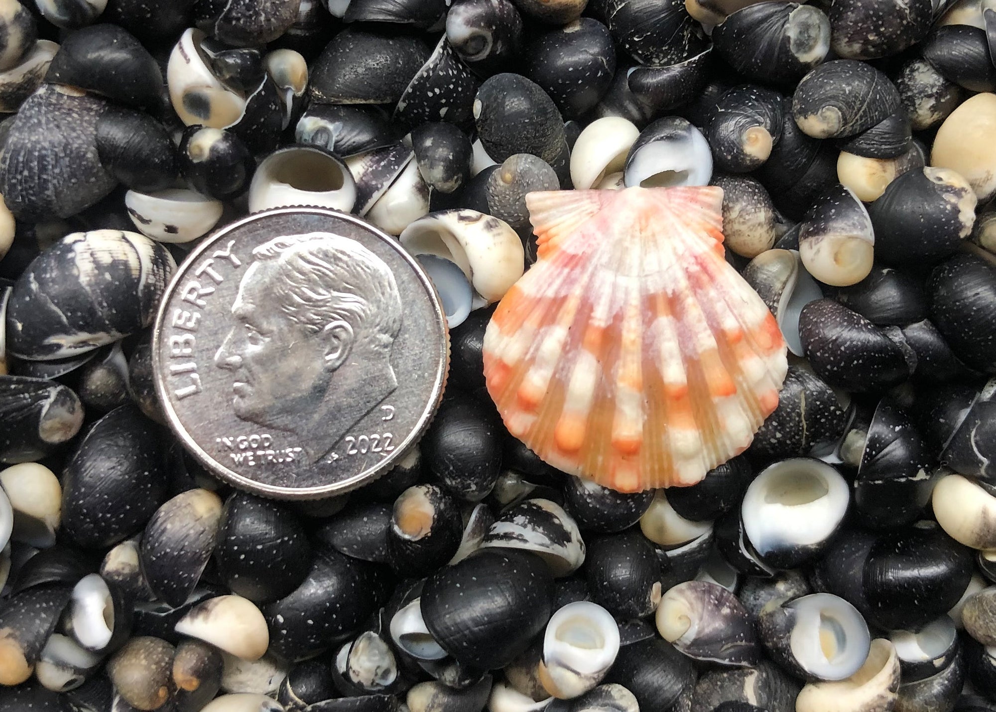 0427 single sunrise shell