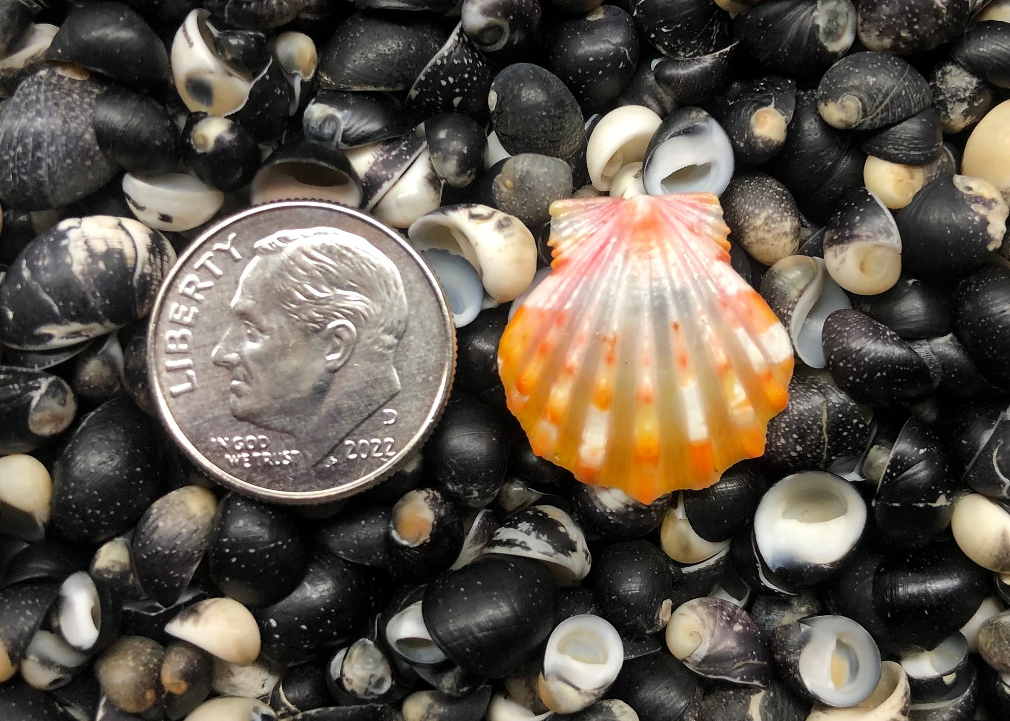 0429 single sunrise shell