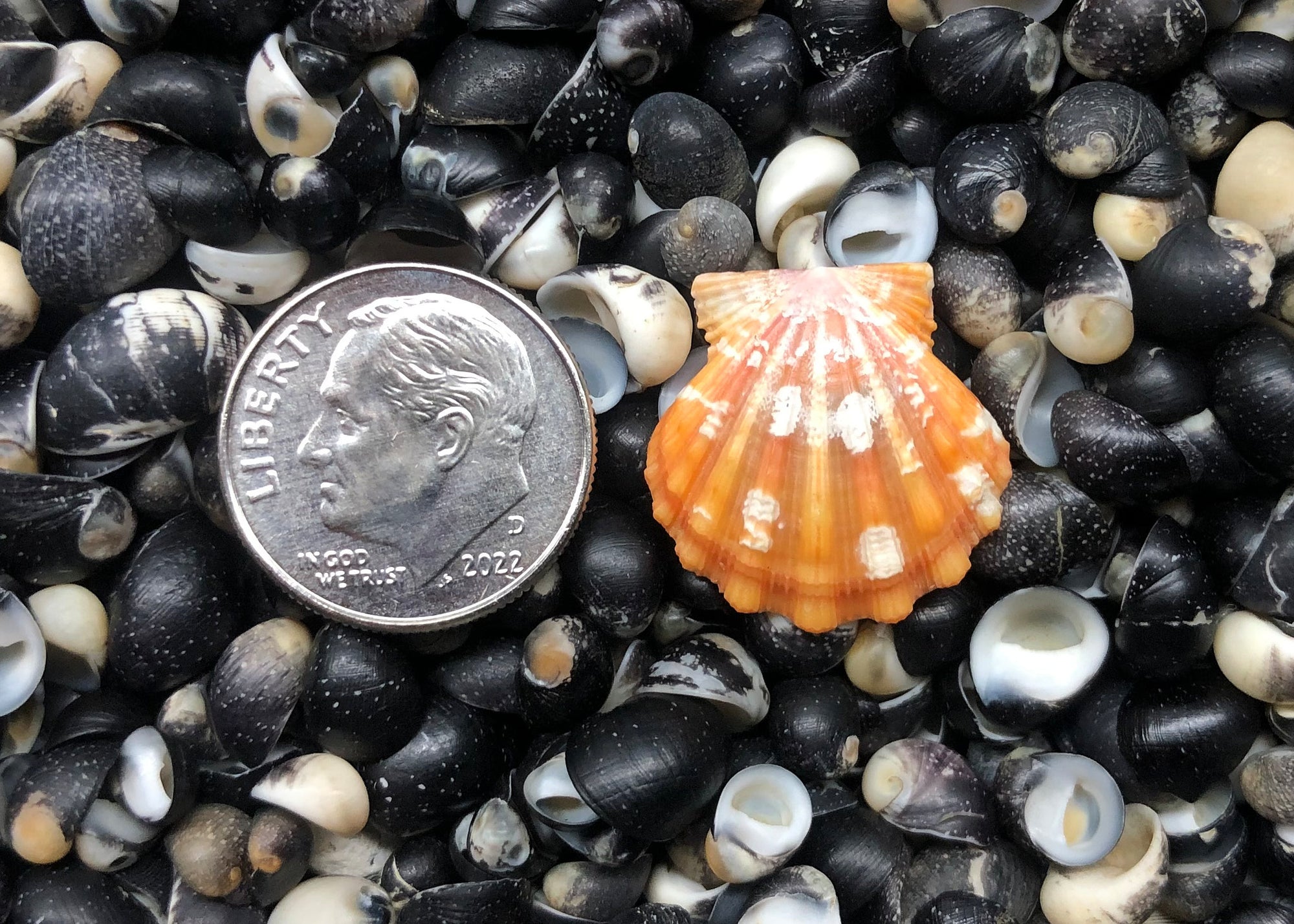 0432 single sunrise shell