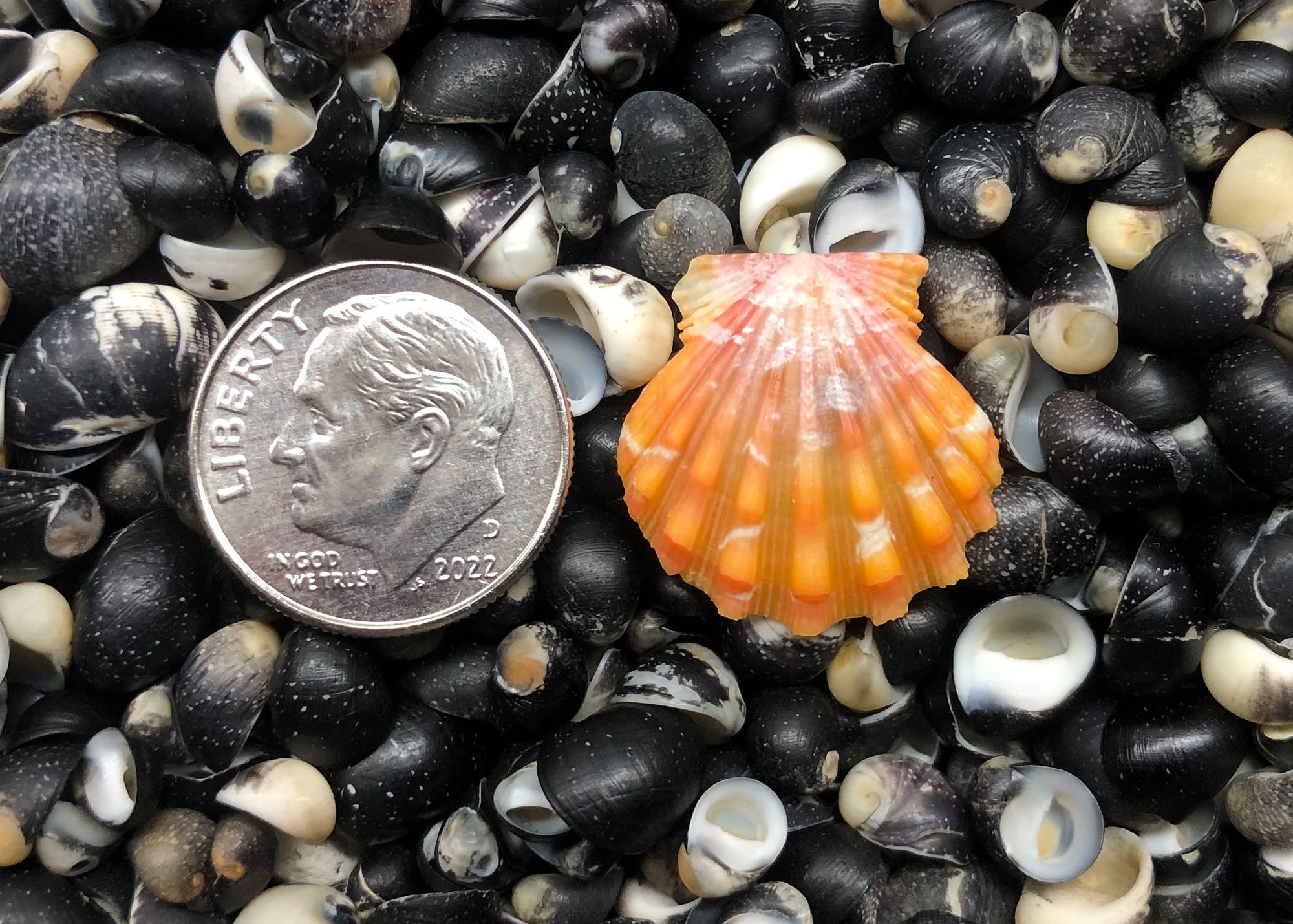 0433 single sunrise shell